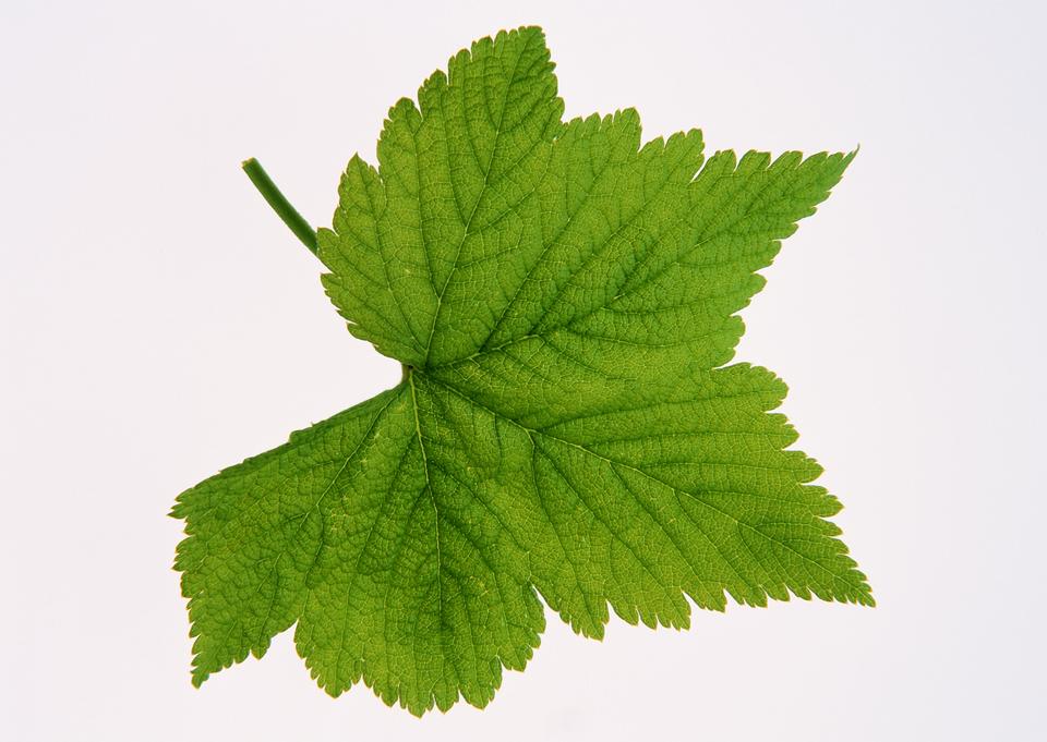 Free download high resolution image - free image free photo free stock image public domain picture  brightly green maple leaf