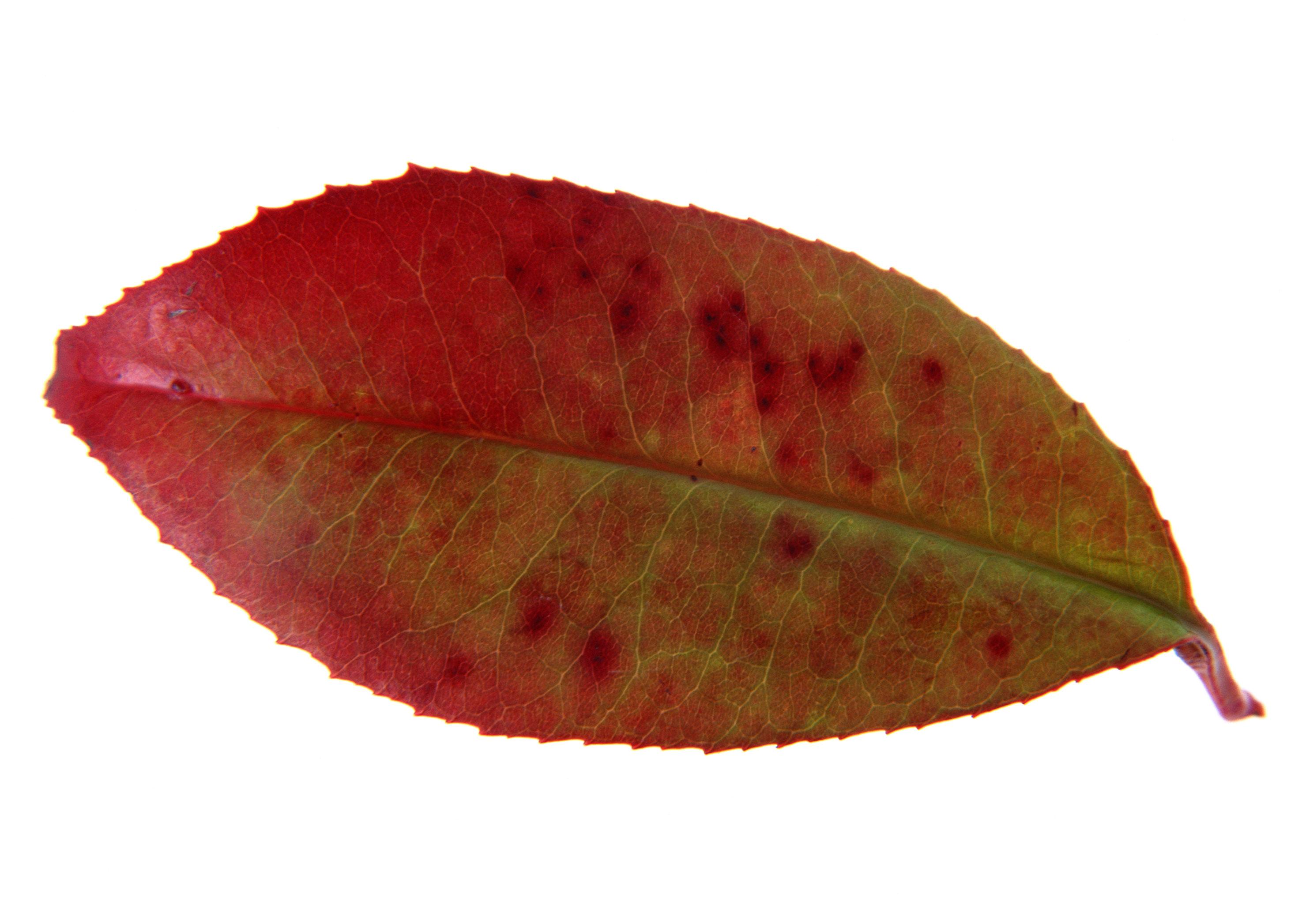 Free download high resolution image - free image free photo free stock image public domain picture -Red Leaf