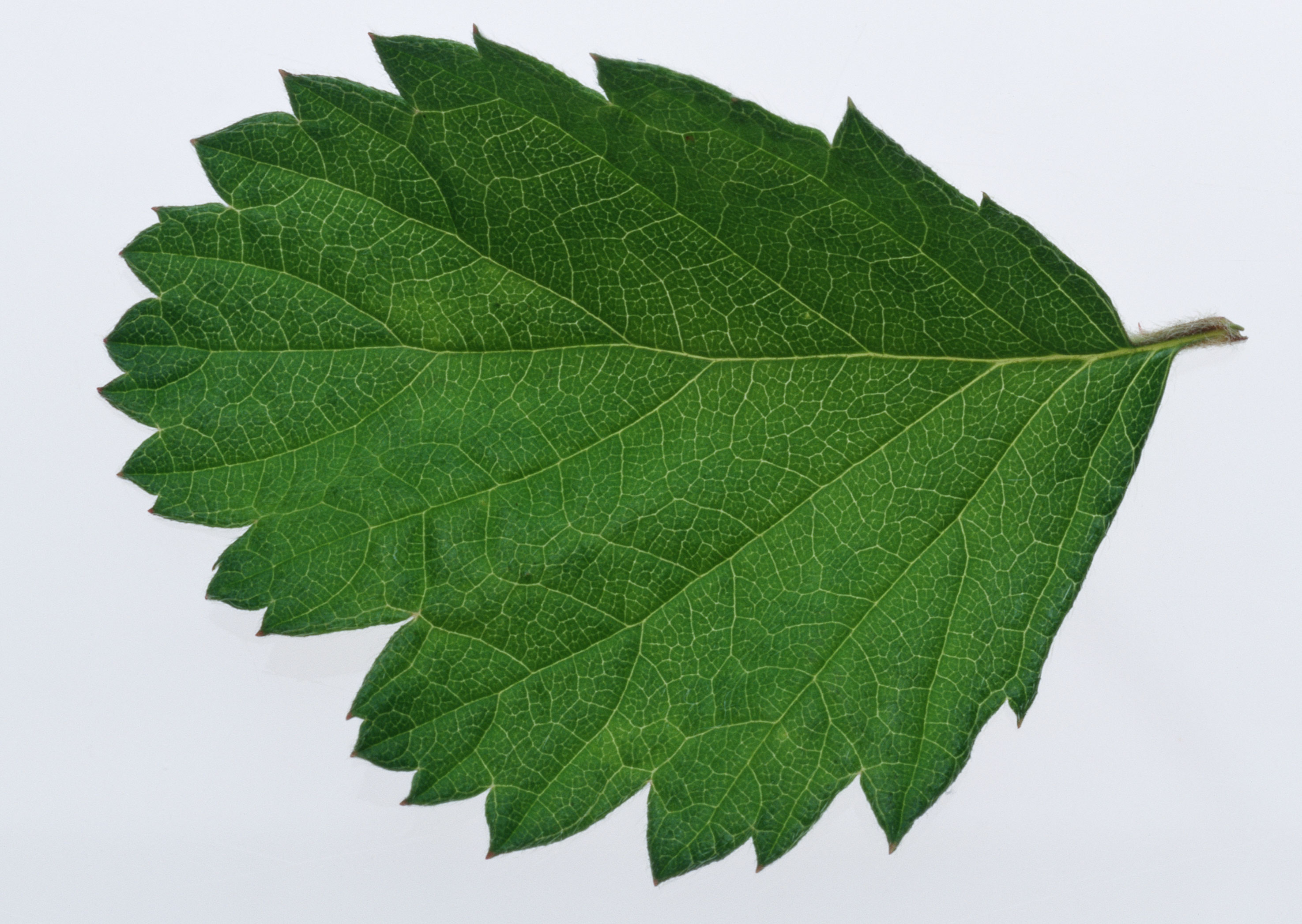 Free download high resolution image - free image free photo free stock image public domain picture -Single green fresh leaf