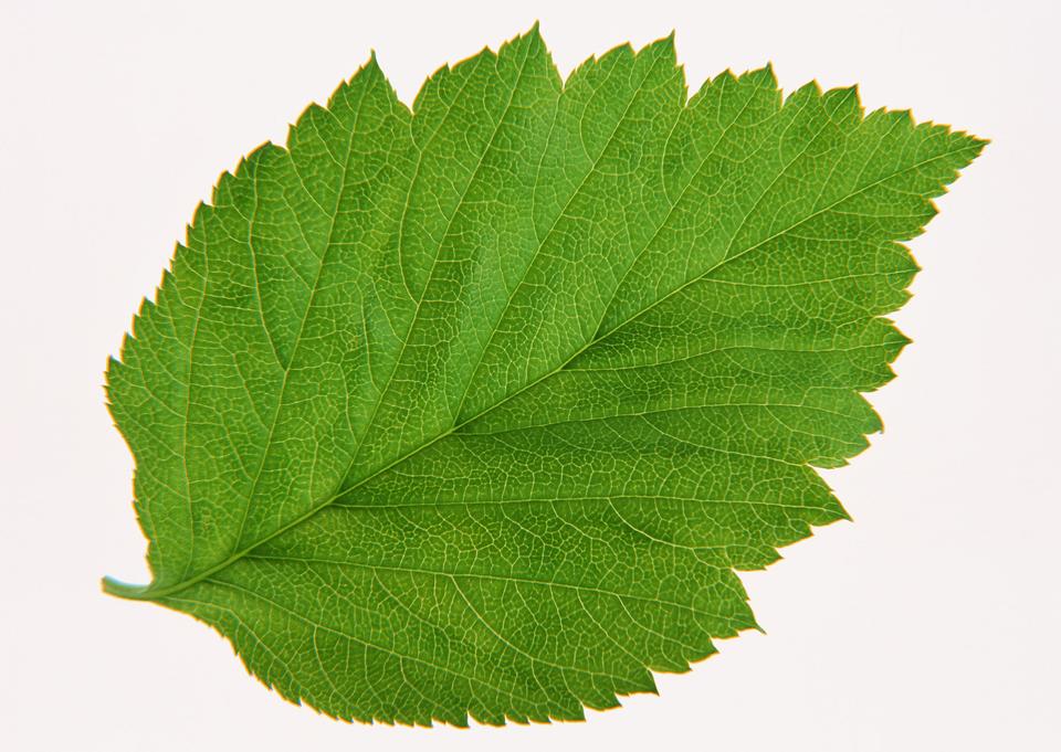 Free download high resolution image - free image free photo free stock image public domain picture  Green leaf of Hibiscus; closeup on white background