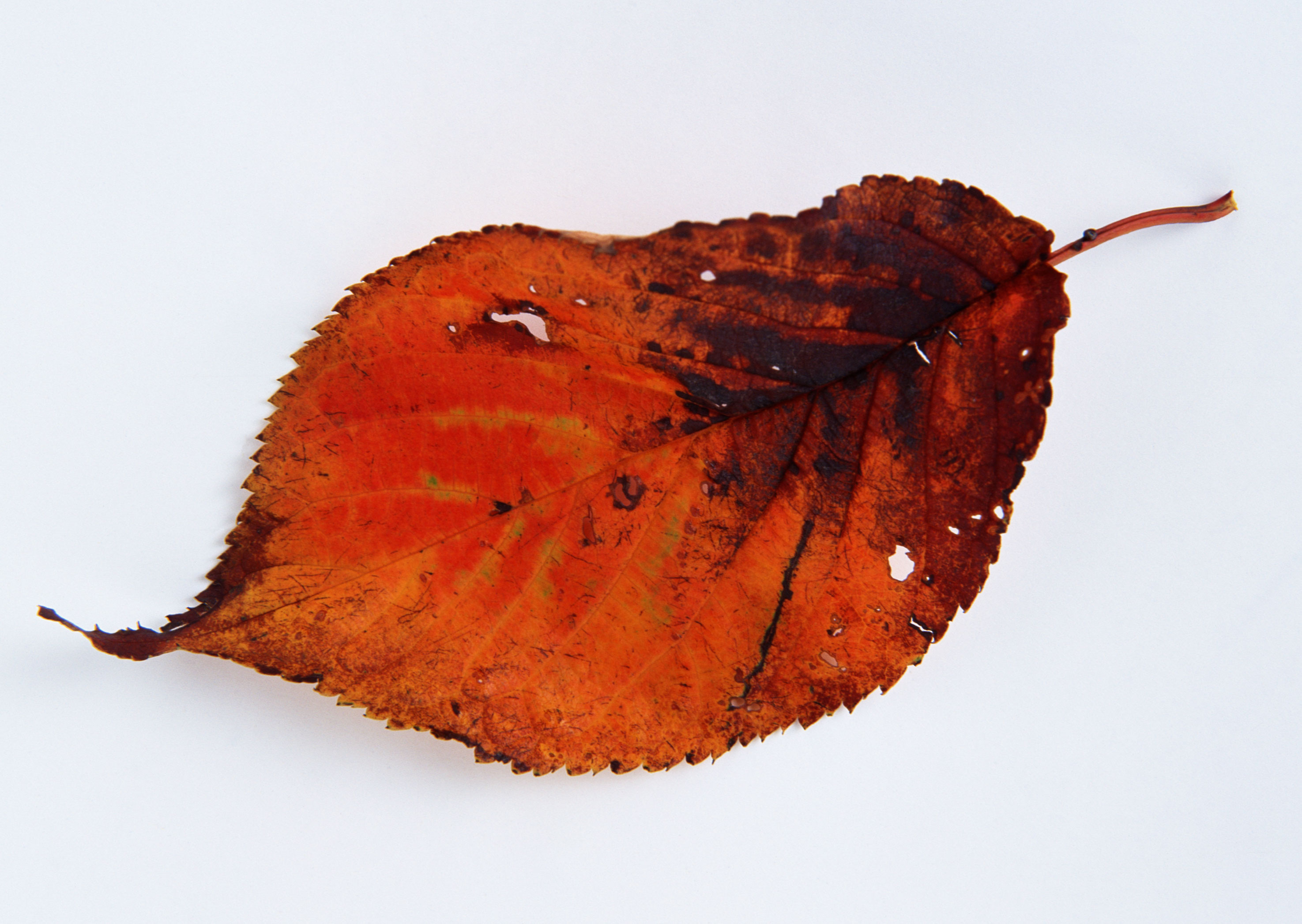 Free download high resolution image - free image free photo free stock image public domain picture -Dry leaf isolated on white