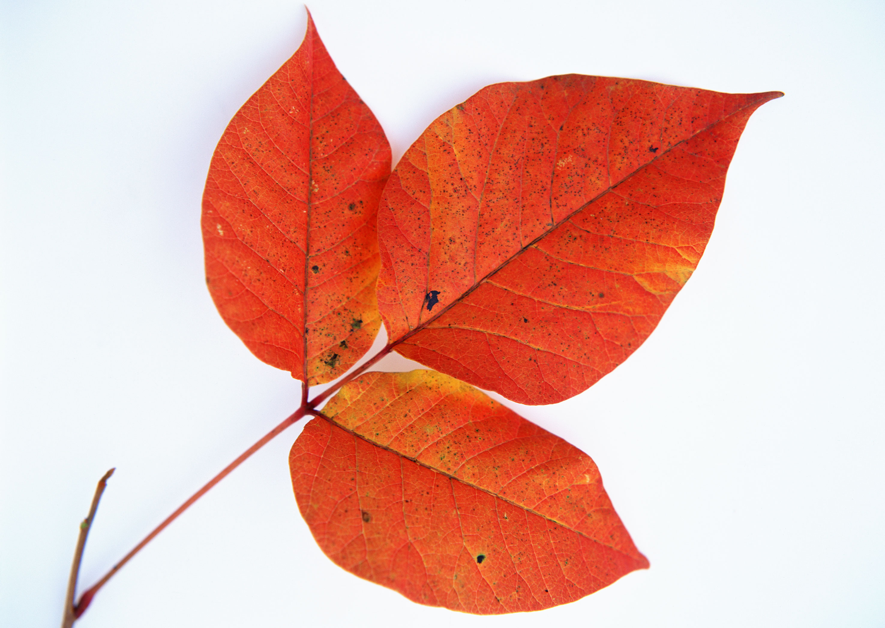 Free download high resolution image - free image free photo free stock image public domain picture -A bunch of fall leaves