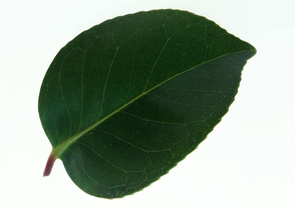 Free download high resolution image - free image free photo free stock image public domain picture  Dark green leaf isolated on white