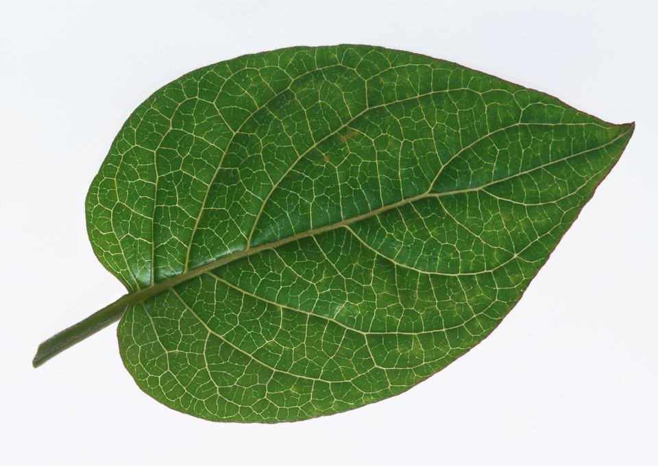 Free download high resolution image - free image free photo free stock image public domain picture  One green leaf  isolated on white background