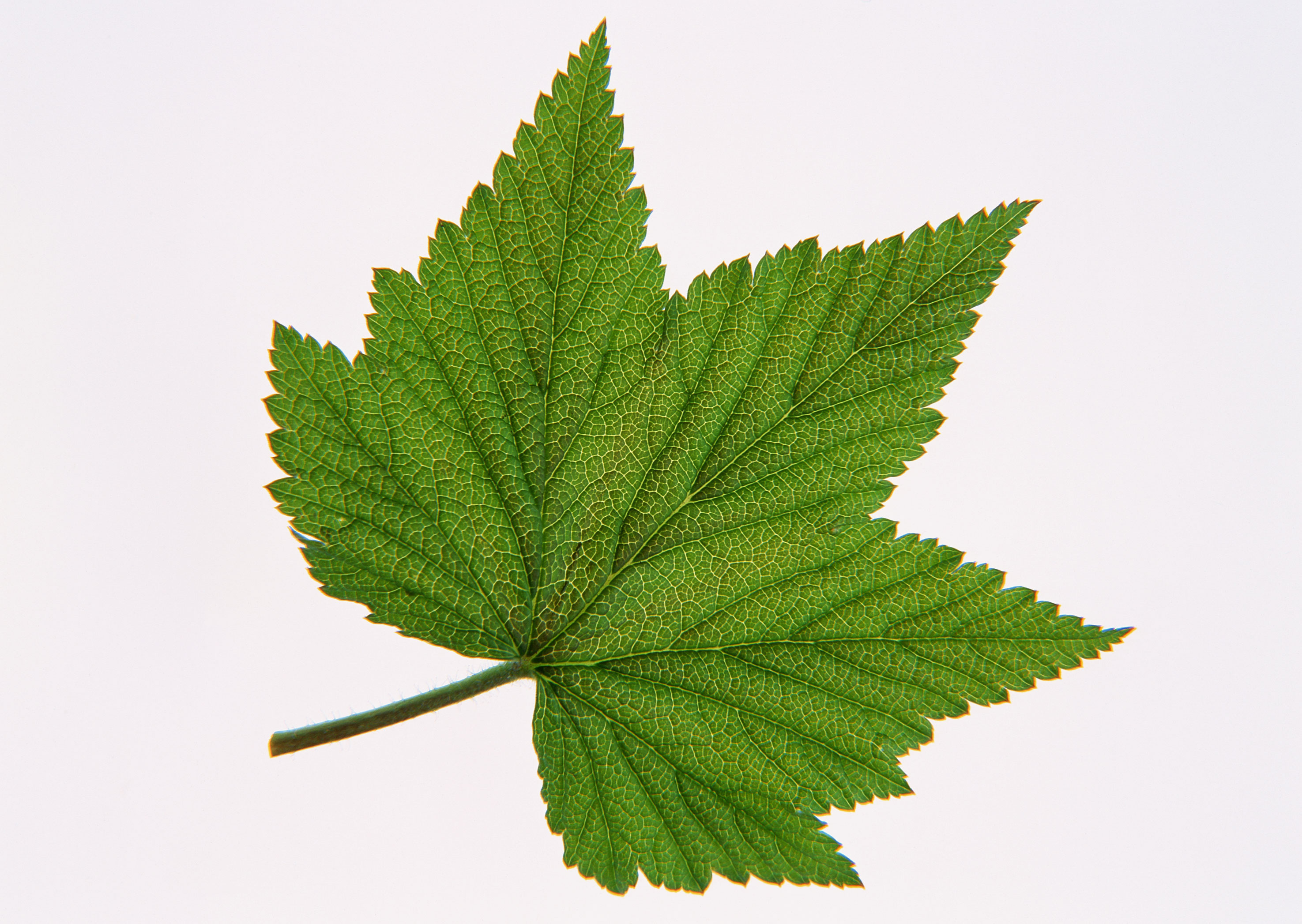 Free download high resolution image - free image free photo free stock image public domain picture -brightly green maple leaf isolated