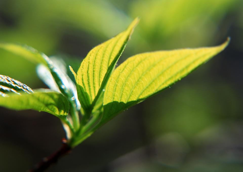 Free download high resolution image - free image free photo free stock image public domain picture  Close up fresh tea leaves