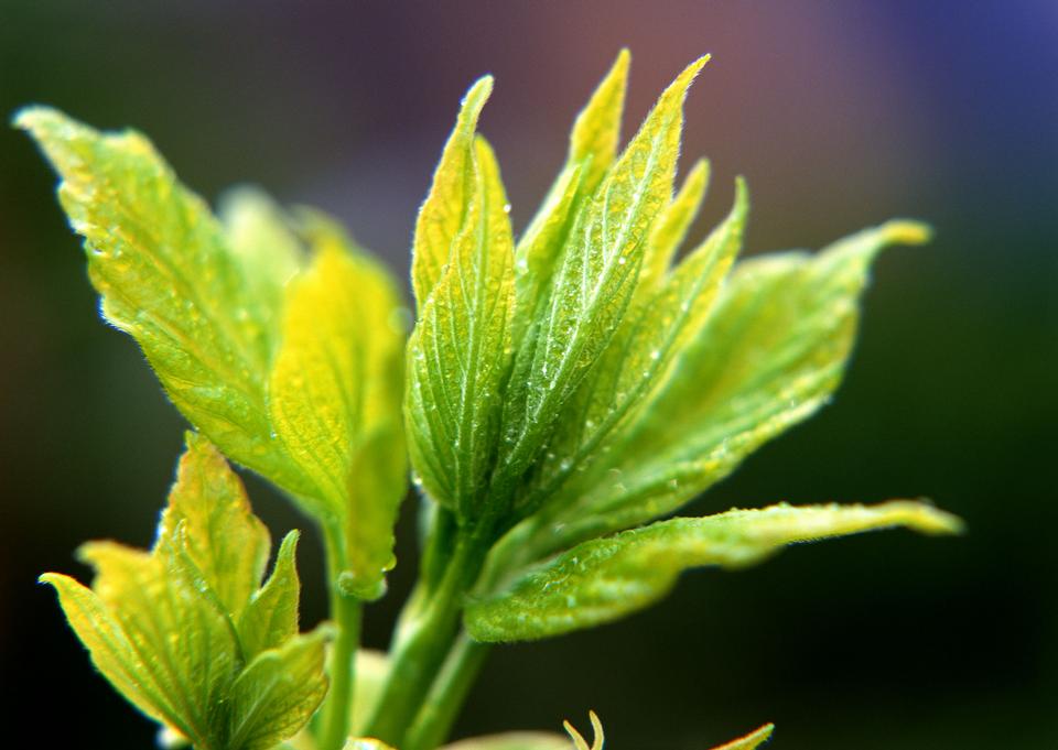 Free download high resolution image - free image free photo free stock image public domain picture  Fresh green leaf