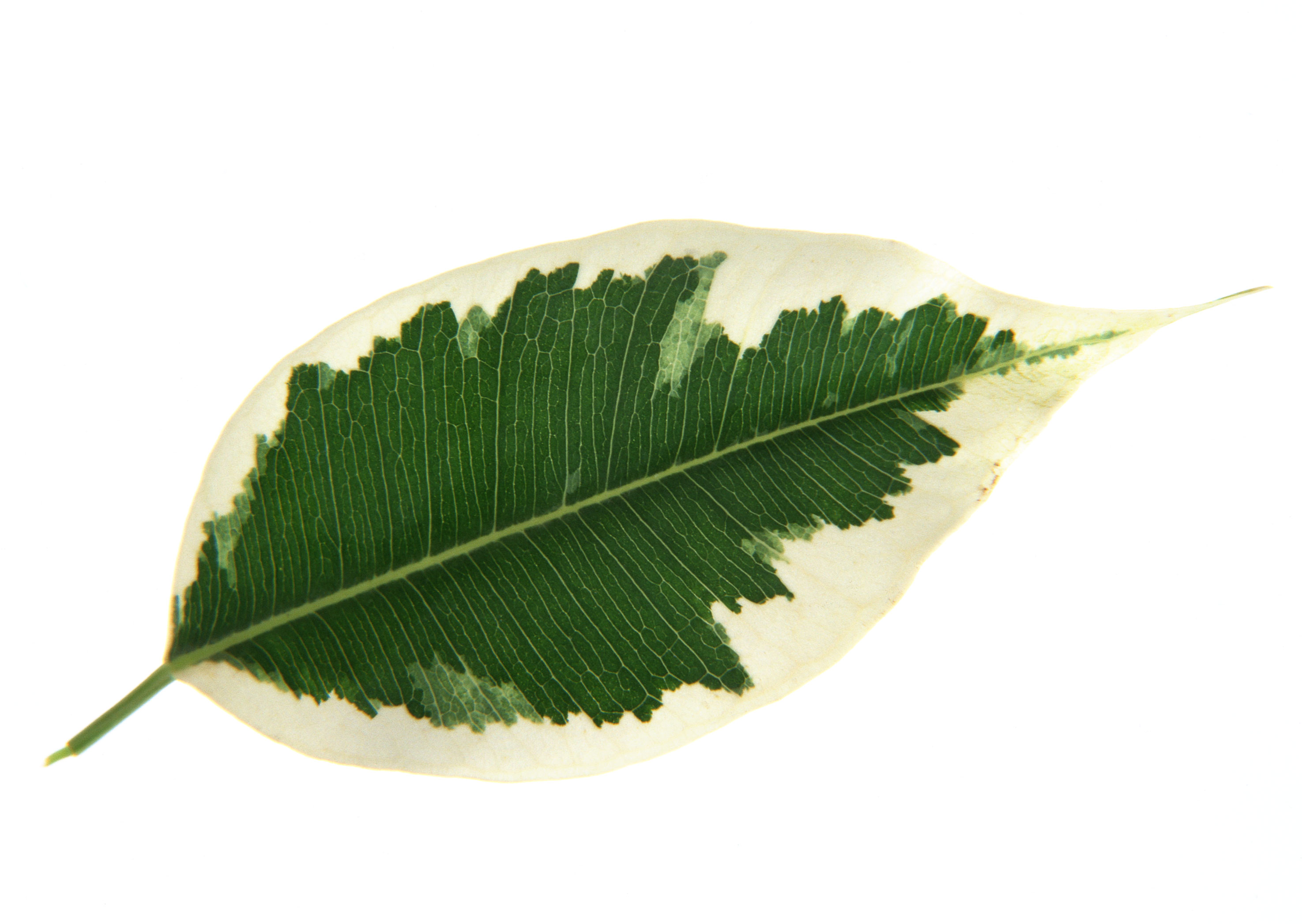 Free download high resolution image - free image free photo free stock image public domain picture -Croton leaf isolated on white