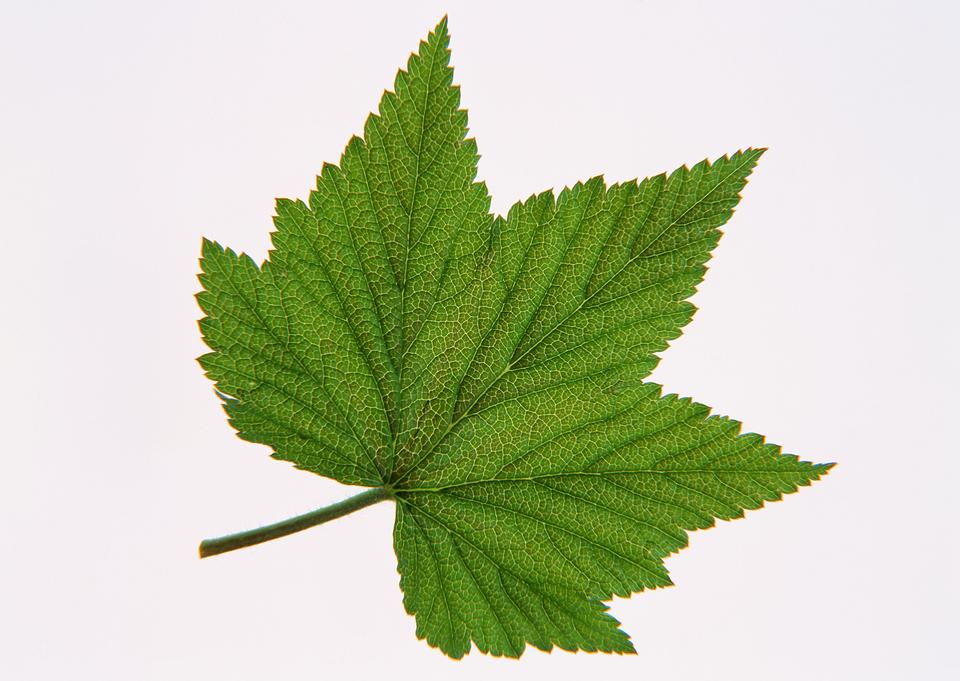 Free download high resolution image - free image free photo free stock image public domain picture  brightly green maple leaf isolated