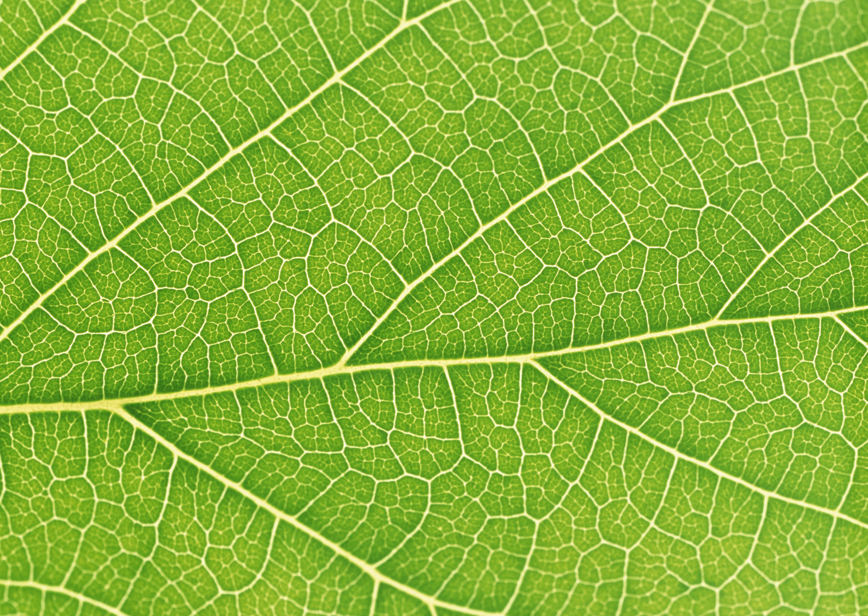 Free download high resolution image - free image free photo free stock image public domain picture -Fresh dreen leaf texture