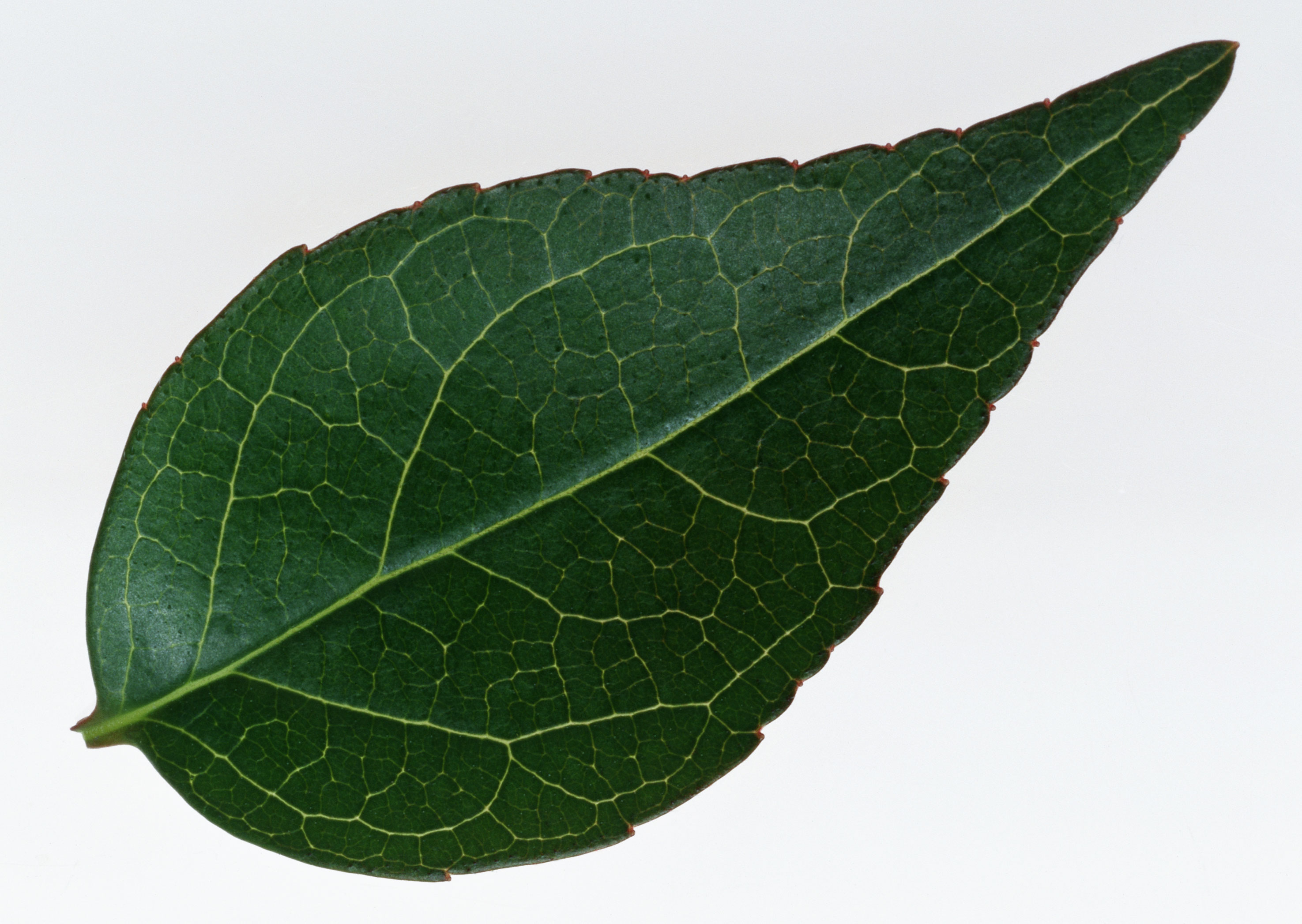 Free download high resolution image - free image free photo free stock image public domain picture -one dark green leaf