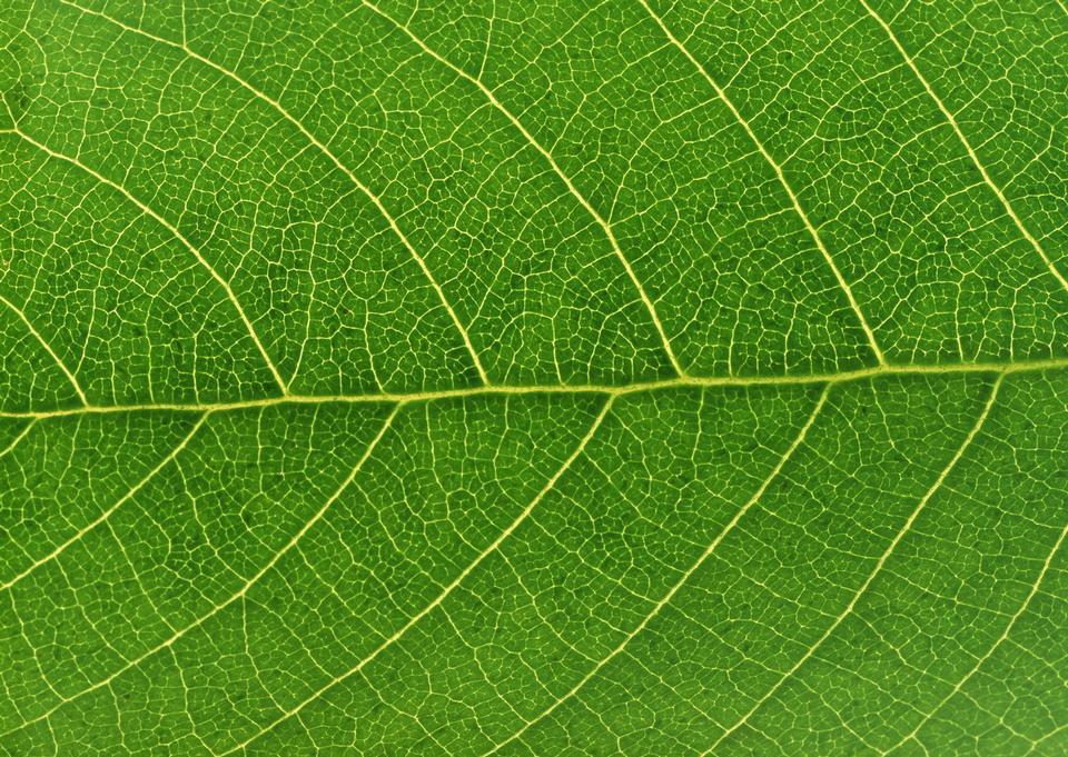 Free download high resolution image - free image free photo free stock image public domain picture  Green leaf texture