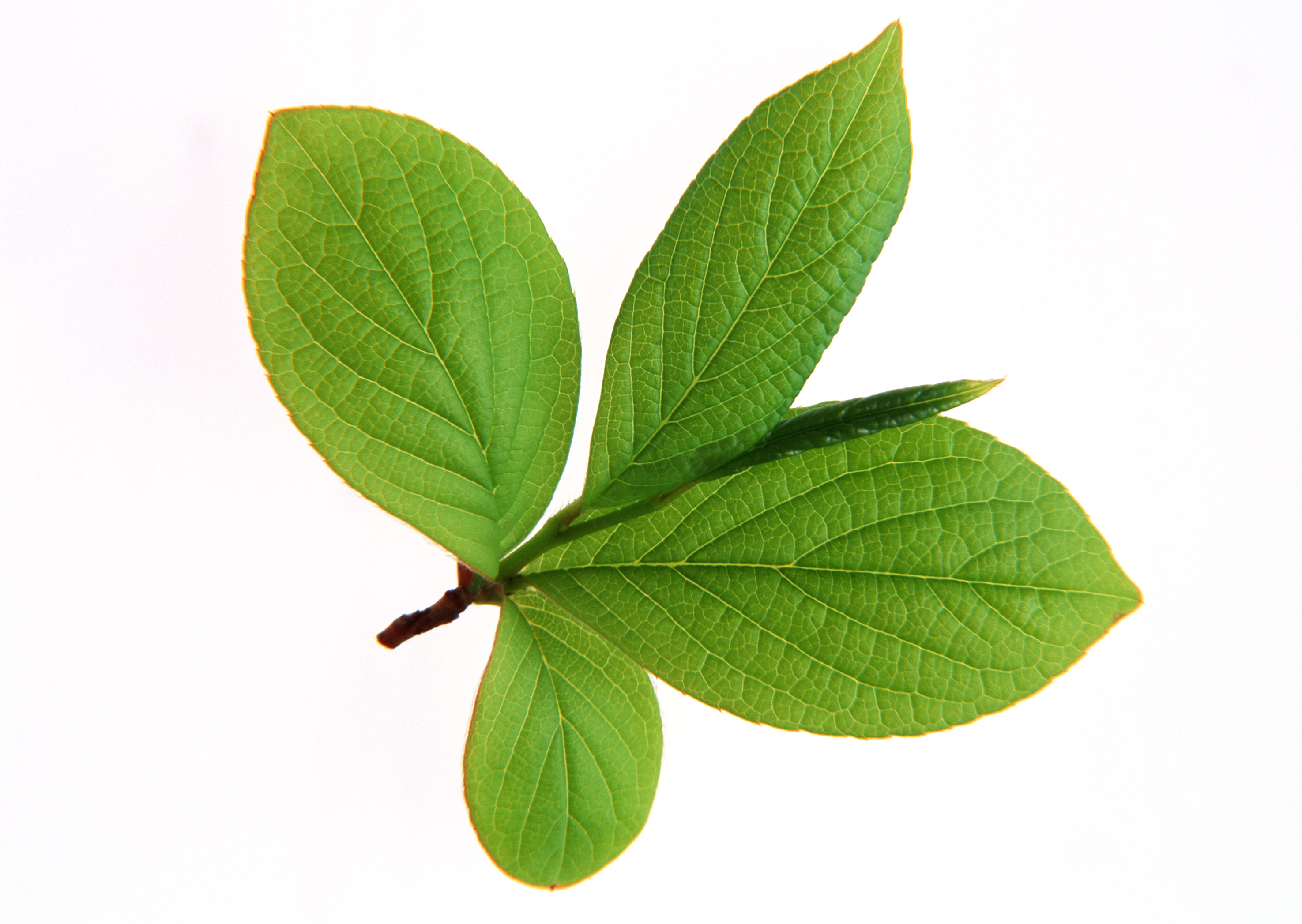 Free download high resolution image - free image free photo free stock image public domain picture -Green small leaves on the white background