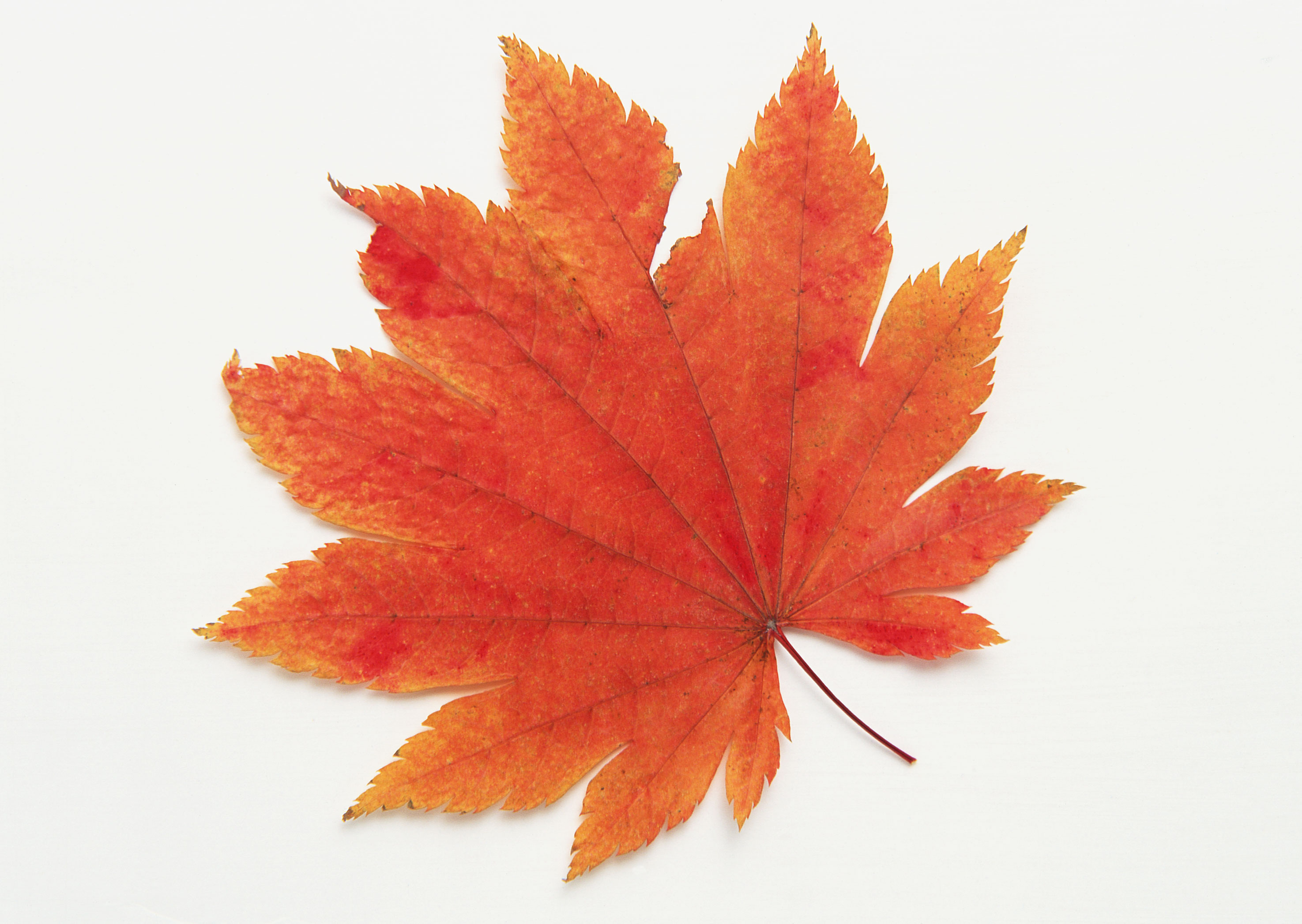 Free download high resolution image - free image free photo free stock image public domain picture -colorful autumn maple leaf