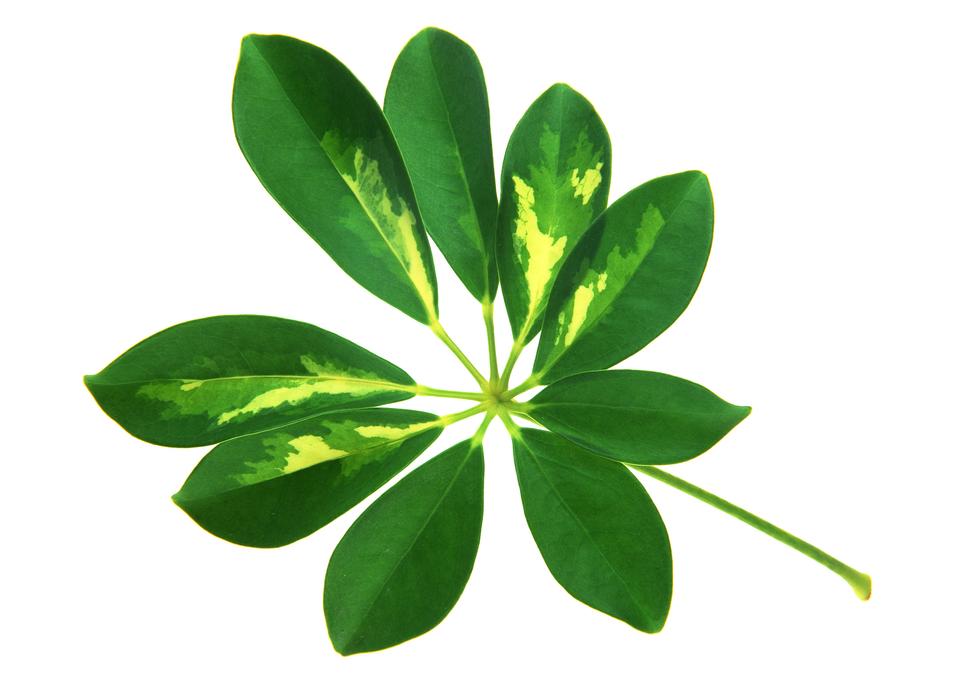 Free download high resolution image - free image free photo free stock image public domain picture  Green shoots of laurel leaves on a white background  Image ID: 99