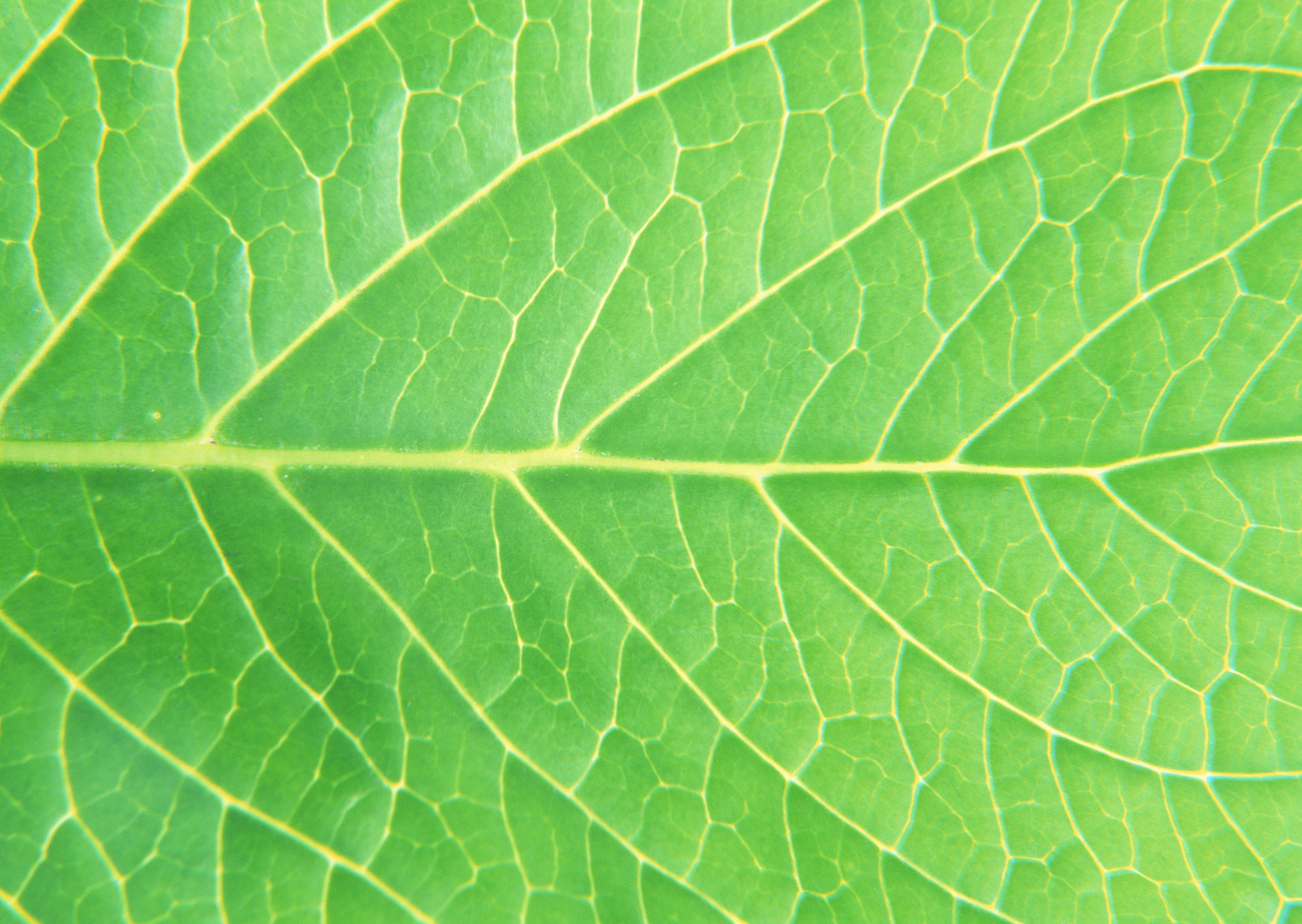 Free download high resolution image - free image free photo free stock image public domain picture -Fresh green leaf texture macro close-up