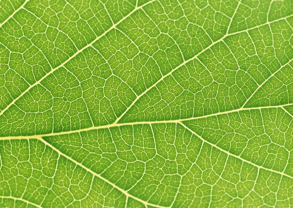 Free download high resolution image - free image free photo free stock image public domain picture  Fresh dreen leaf texture