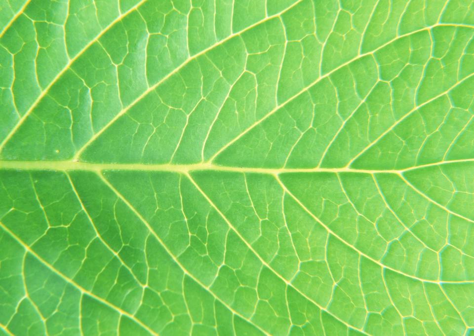 Free download high resolution image - free image free photo free stock image public domain picture  Fresh green leaf texture macro close-up