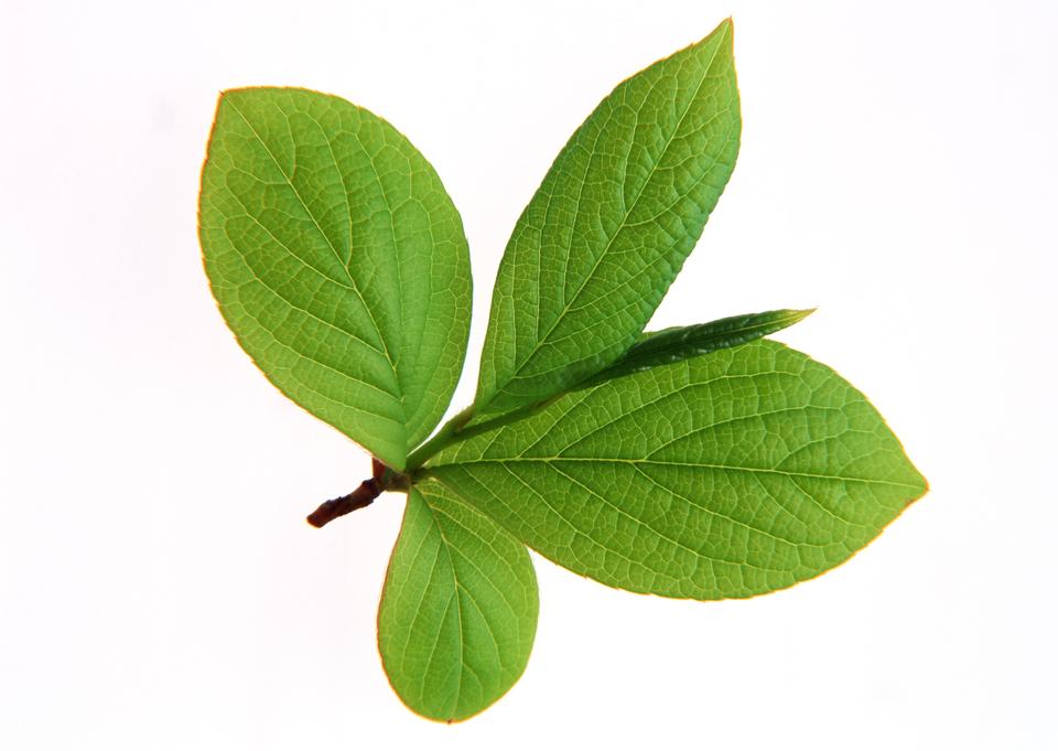 Free download high resolution image - free image free photo free stock image public domain picture  Green small leaves on the white background