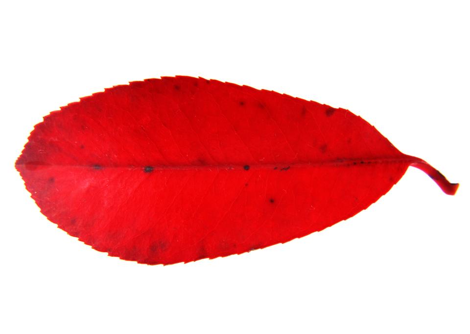 Free download high resolution image - free image free photo free stock image public domain picture  Red leaf isolated on a white background.