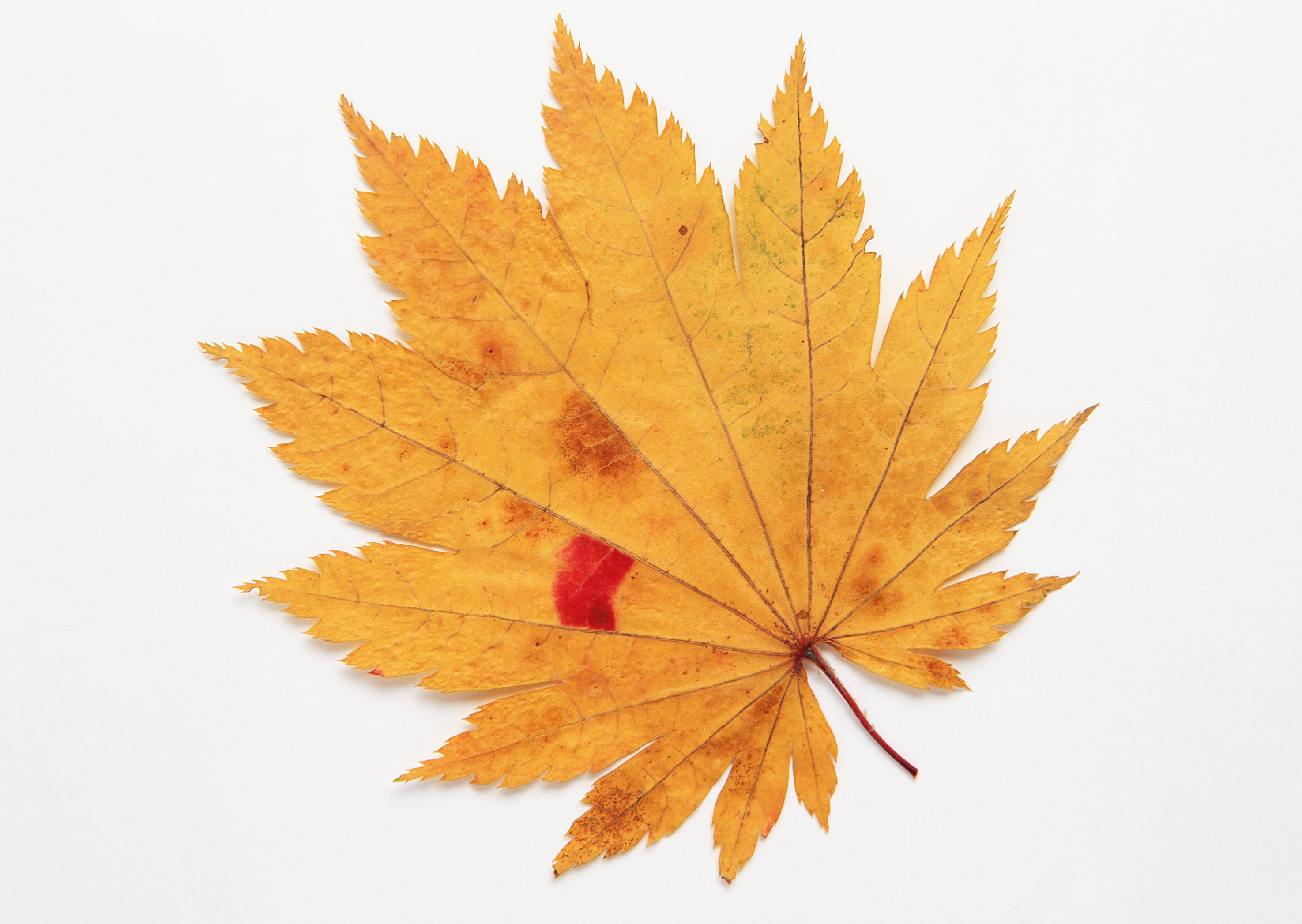 Free download high resolution image - free image free photo free stock image public domain picture -Autumn branch with leaves