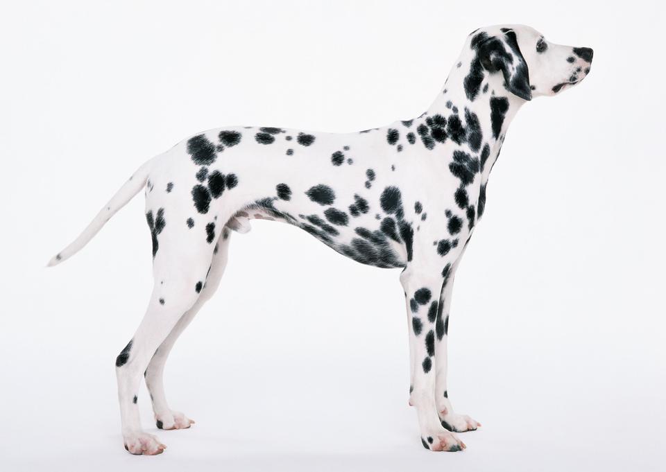 Free download high resolution image - free image free photo free stock image public domain picture  Standing Dalmatian dog isolated on white