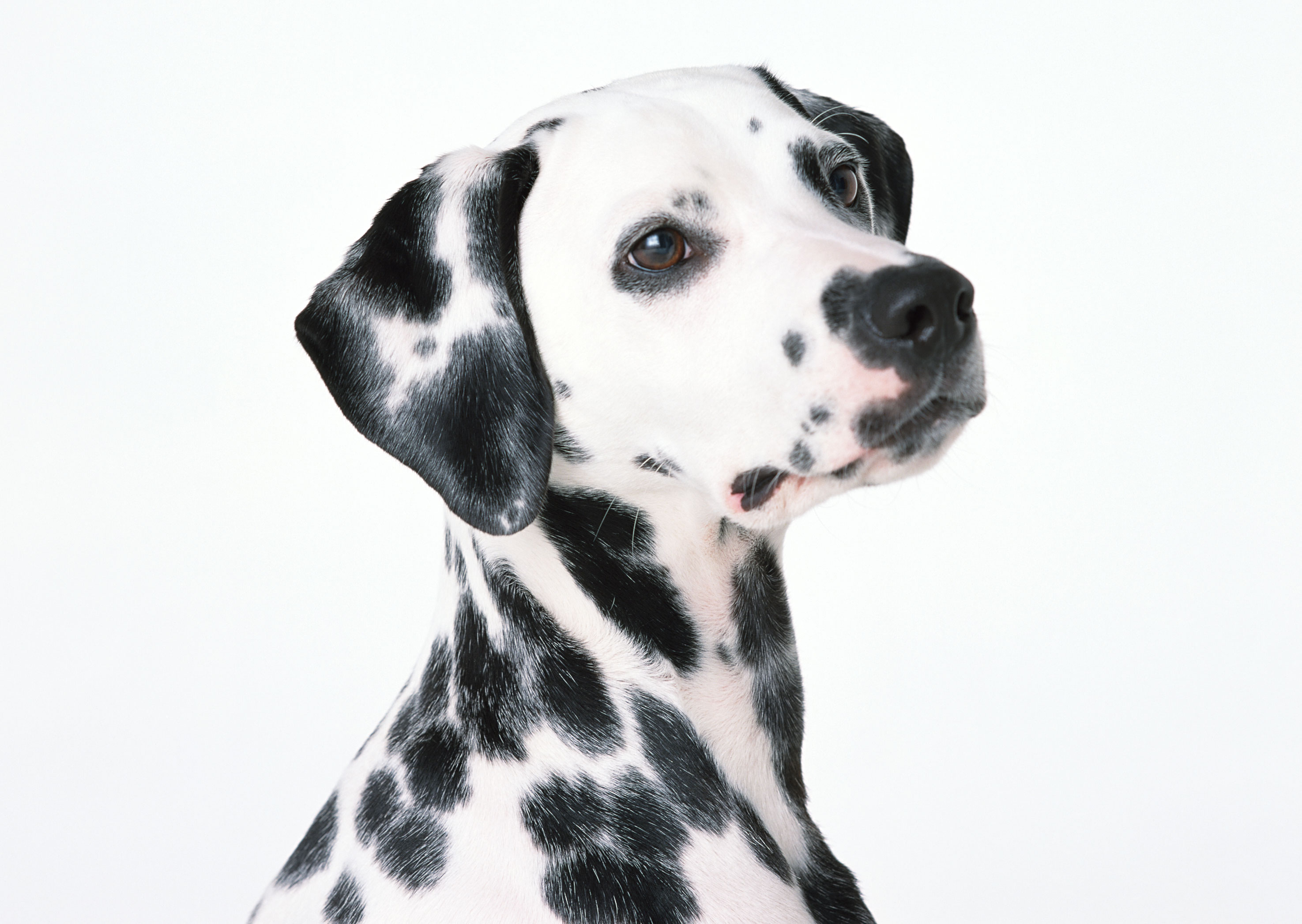 Free download high resolution image - free image free photo free stock image public domain picture -Dalmatian puppy sitting, isolated on white