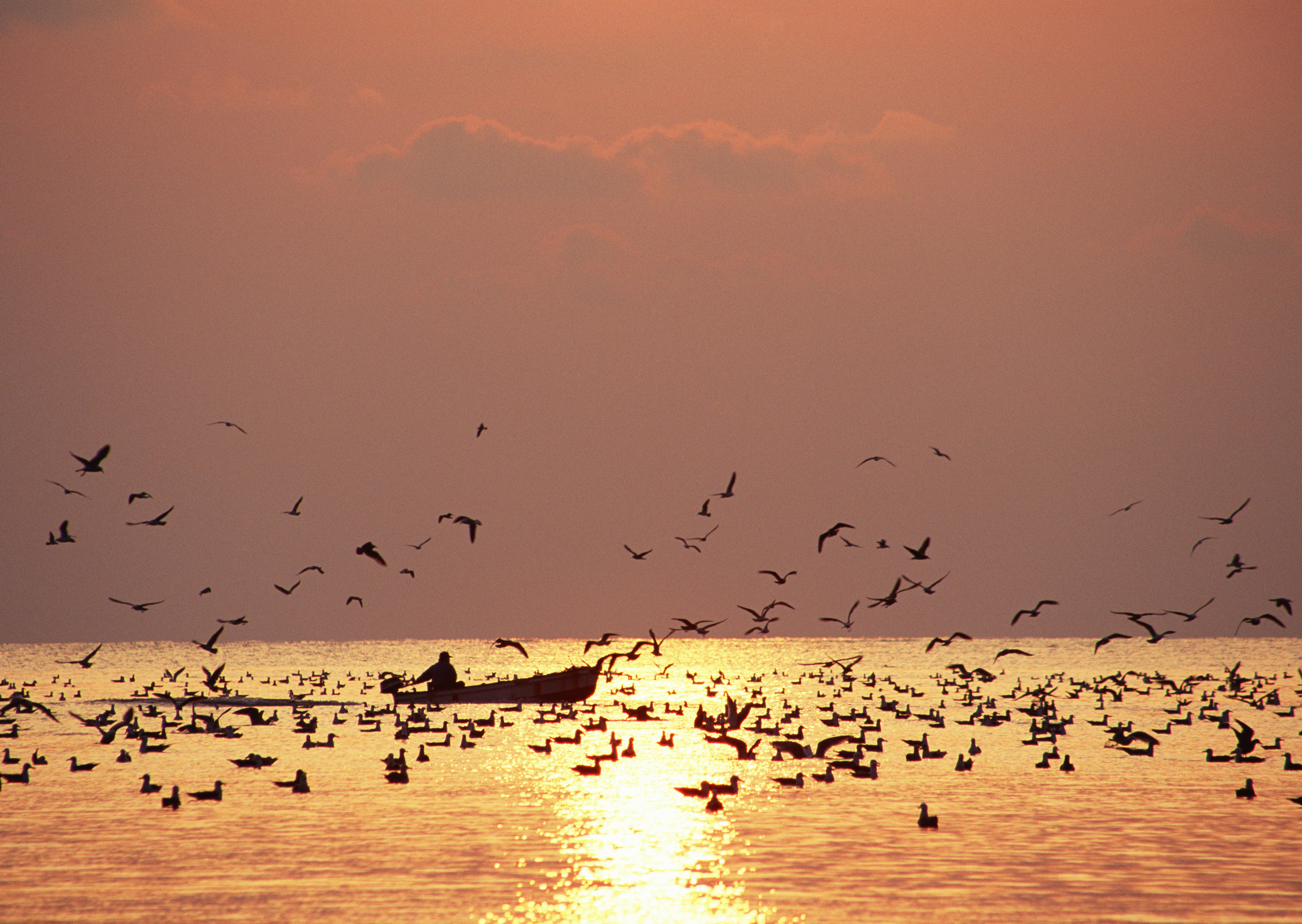 Free download high resolution image - free image free photo free stock image public domain picture -Fishing boat coming back home