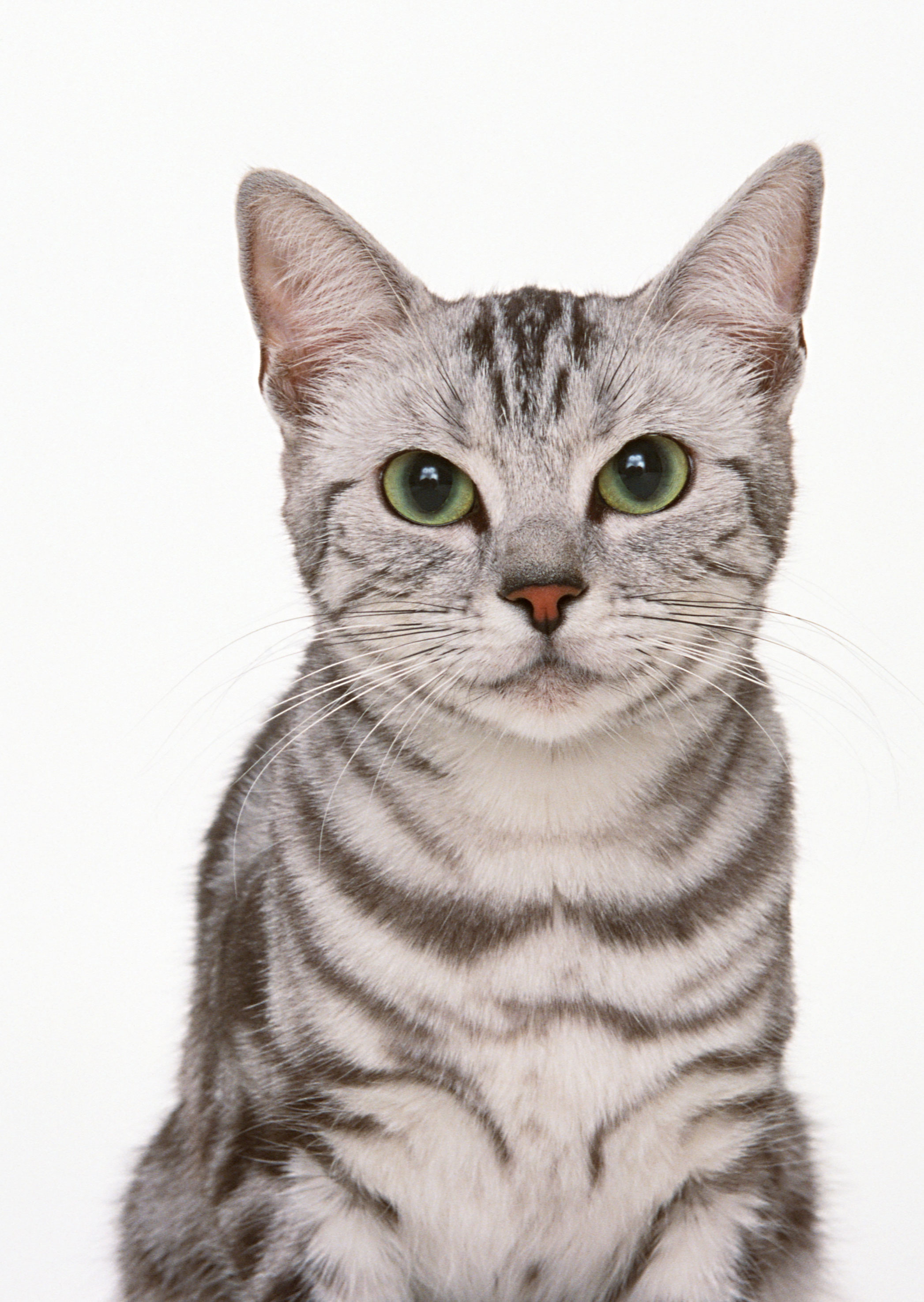 Free download high resolution image - free image free photo free stock image public domain picture -little kitten on white background