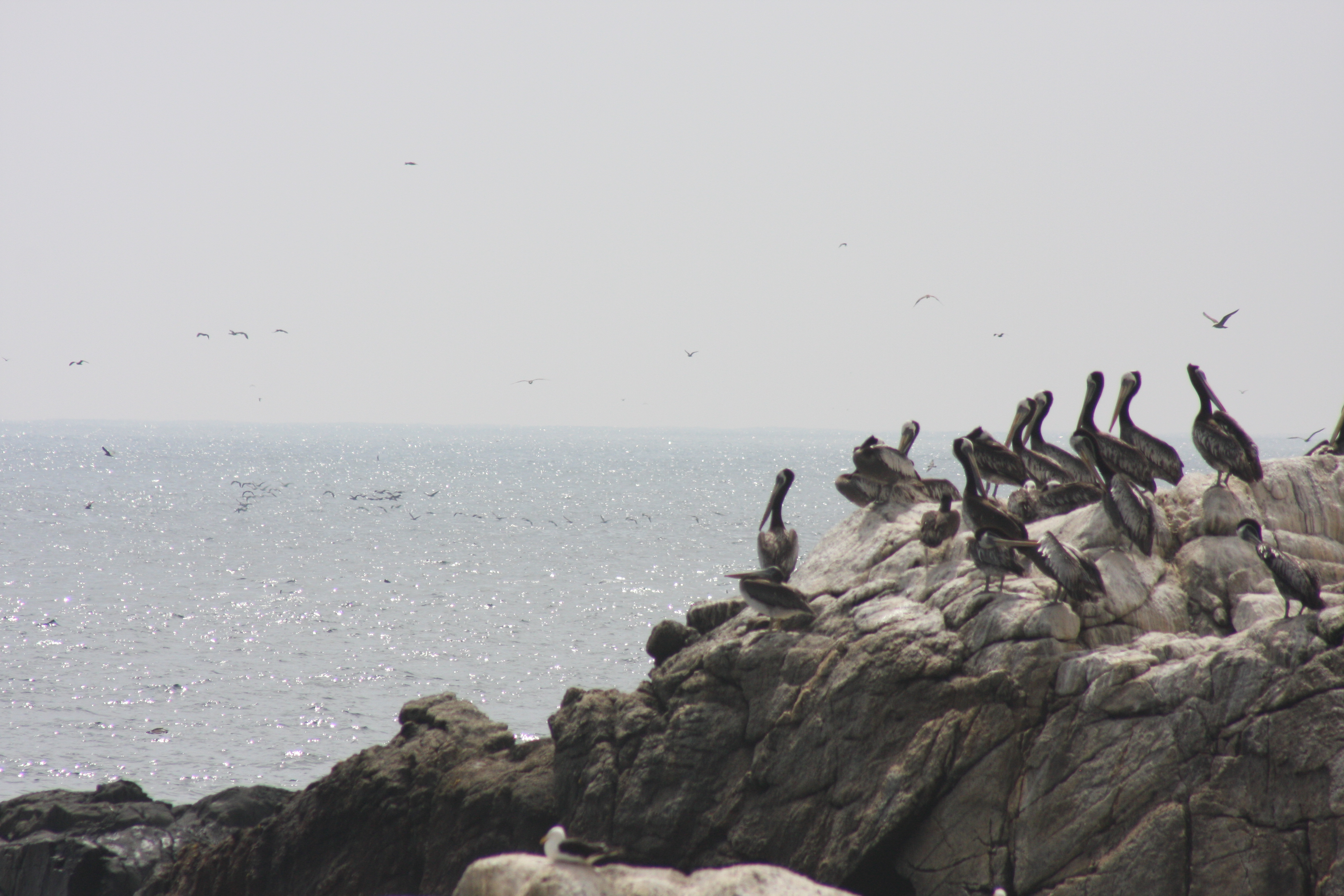 Free download high resolution image - free image free photo free stock image public domain picture -seabirds coast of peru pacific ocean hunters of fish and shellfis