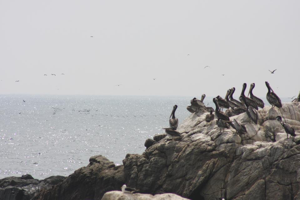 Free download high resolution image - free image free photo free stock image public domain picture  seabirds coast of peru pacific ocean hunters of fish and shellfis