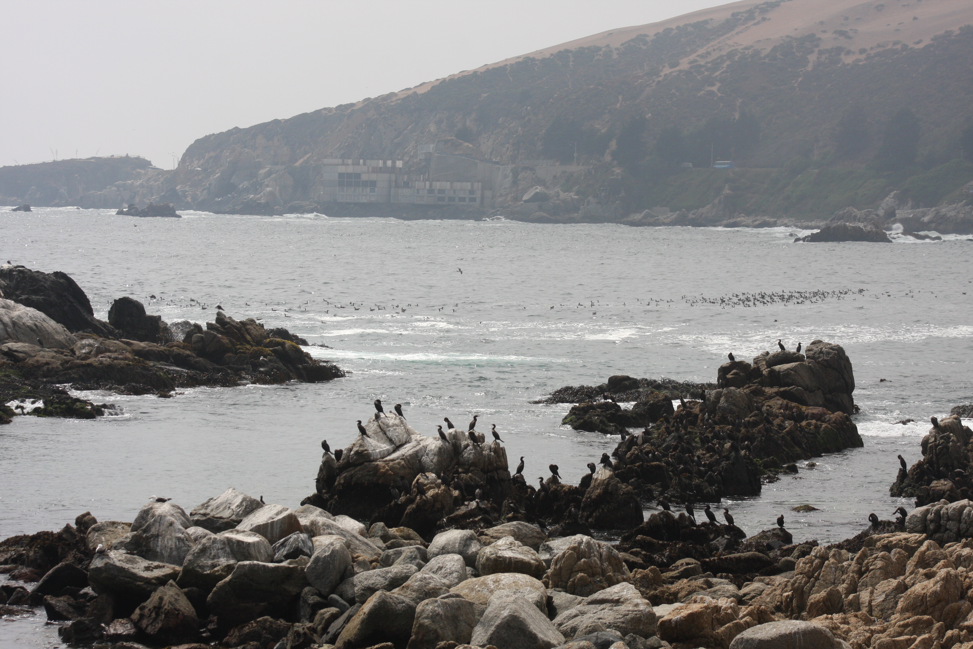 Free download high resolution image - free image free photo free stock image public domain picture -Paracas and the Ballestas Islands seabirds coast of peru pacific