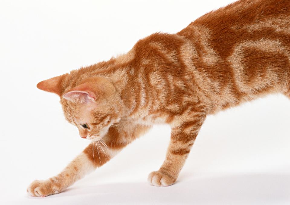 Free download high resolution image - free image free photo free stock image public domain picture  Ginger Cat isolated over white background.