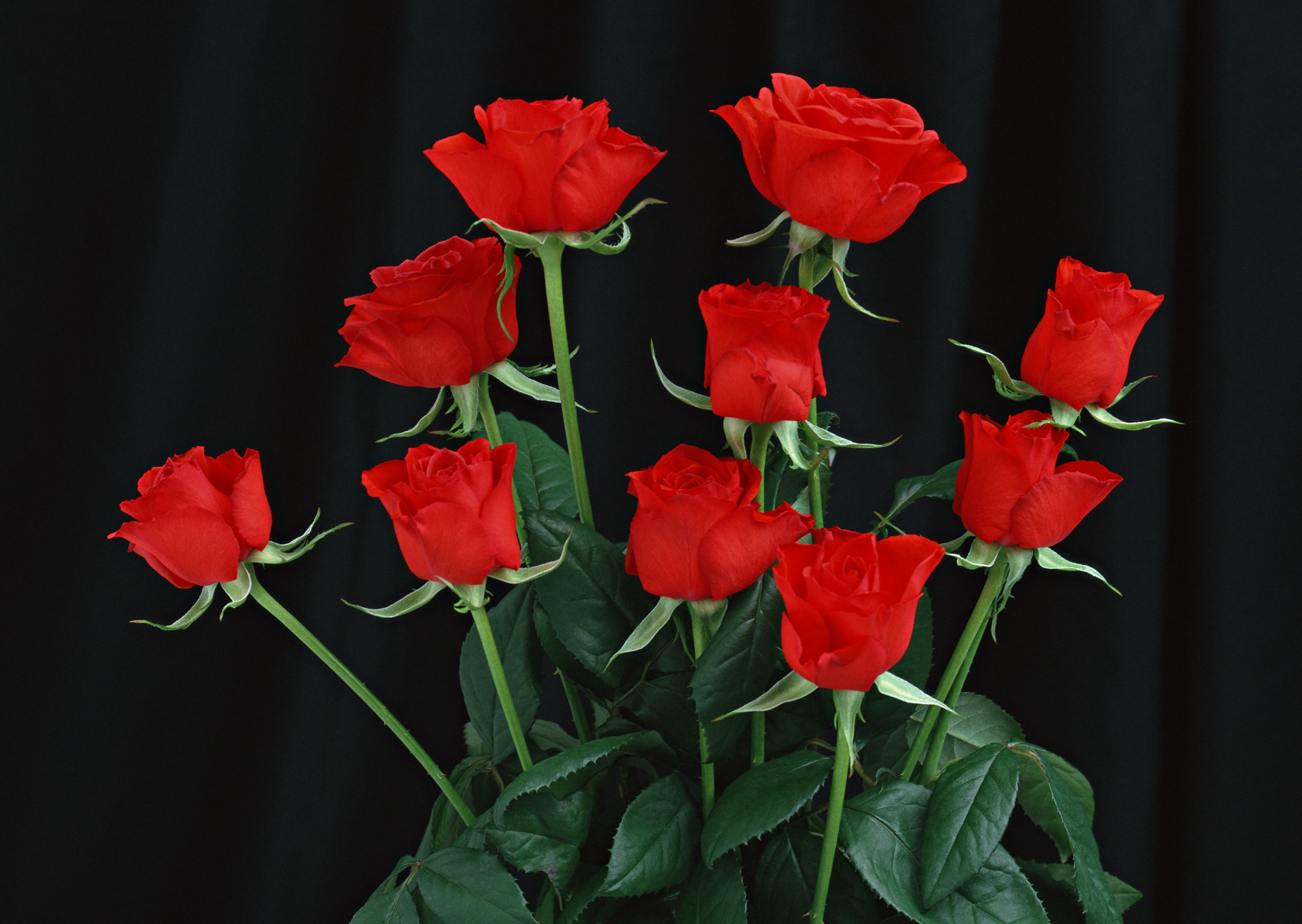 Free download high resolution image - free image free photo free stock image public domain picture -Bunch of rosy roses isolated on black