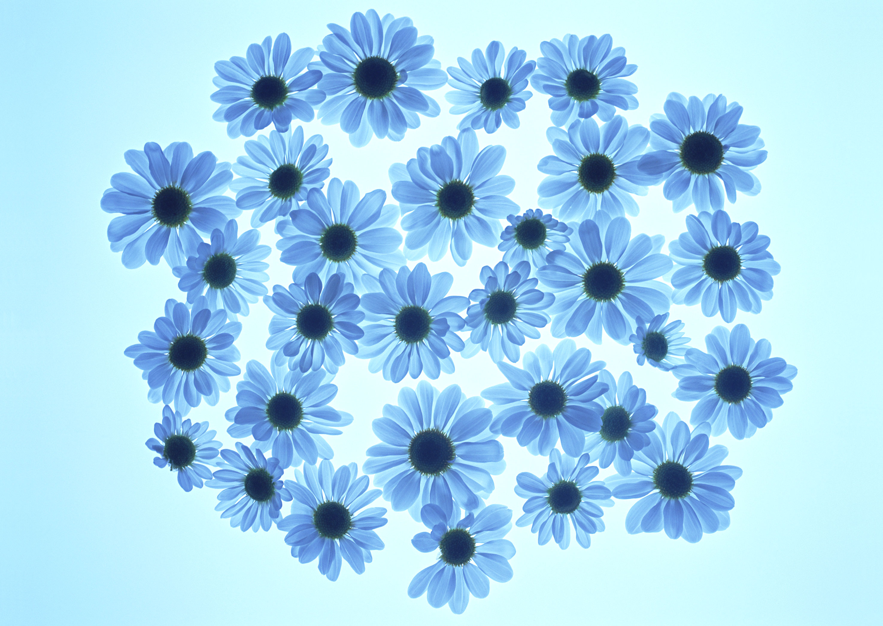 Free download high resolution image - free image free photo free stock image public domain picture -Cosmos flower and petals isolated on blue background