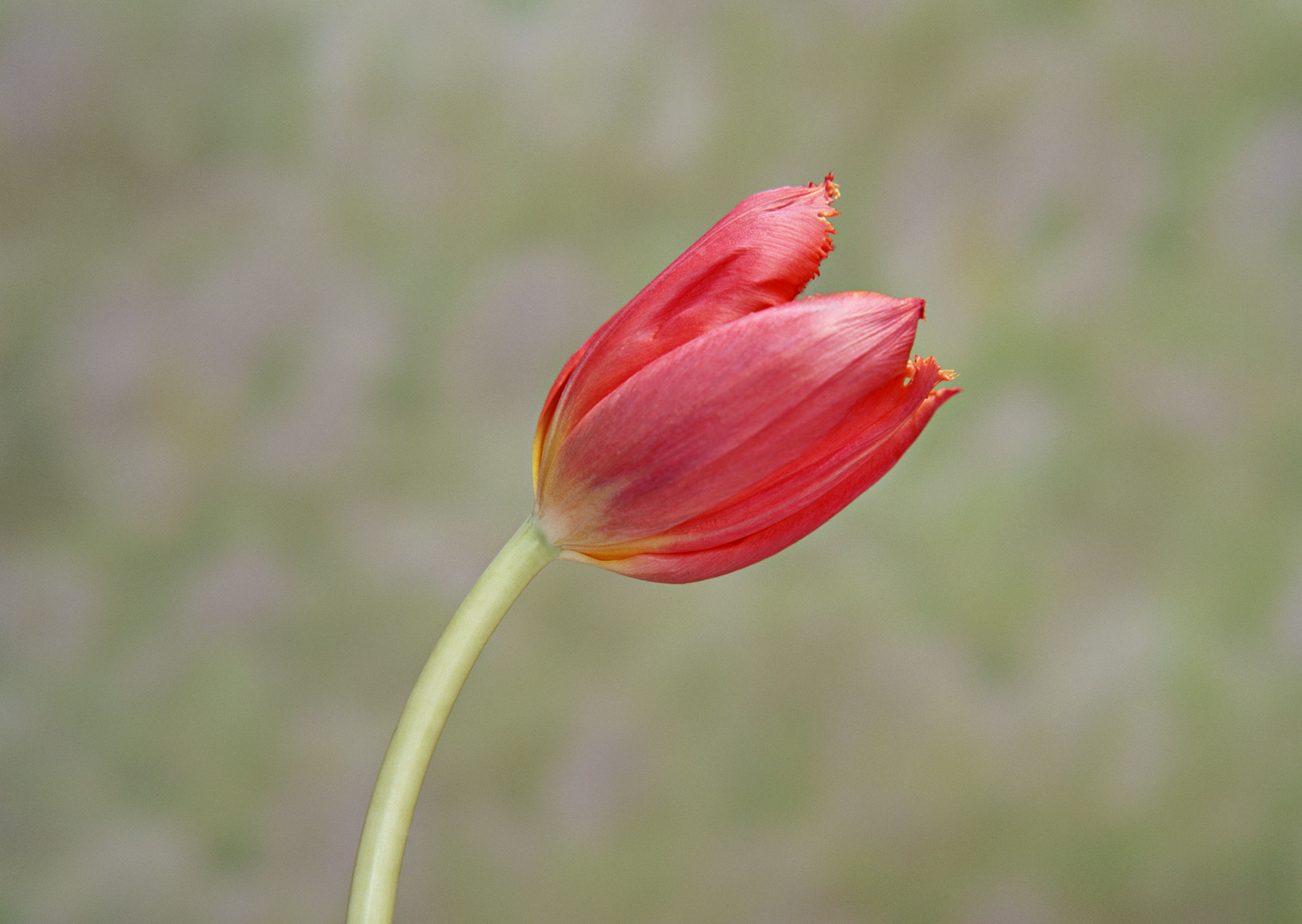 Free download high resolution image - free image free photo free stock image public domain picture -One red tulip