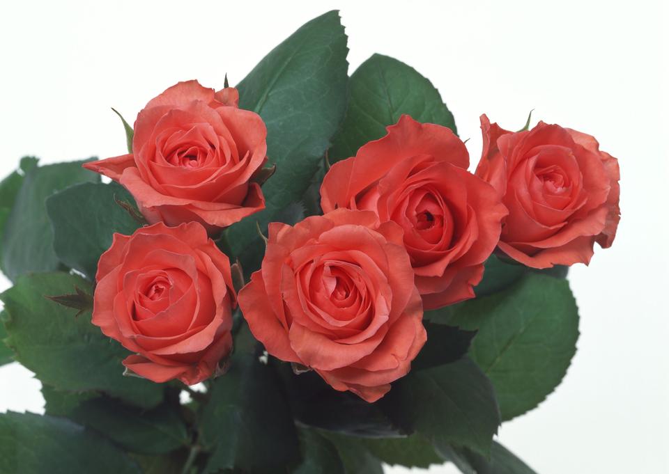 Free download high resolution image - free image free photo free stock image public domain picture  Bunch of rosy roses isolated on white