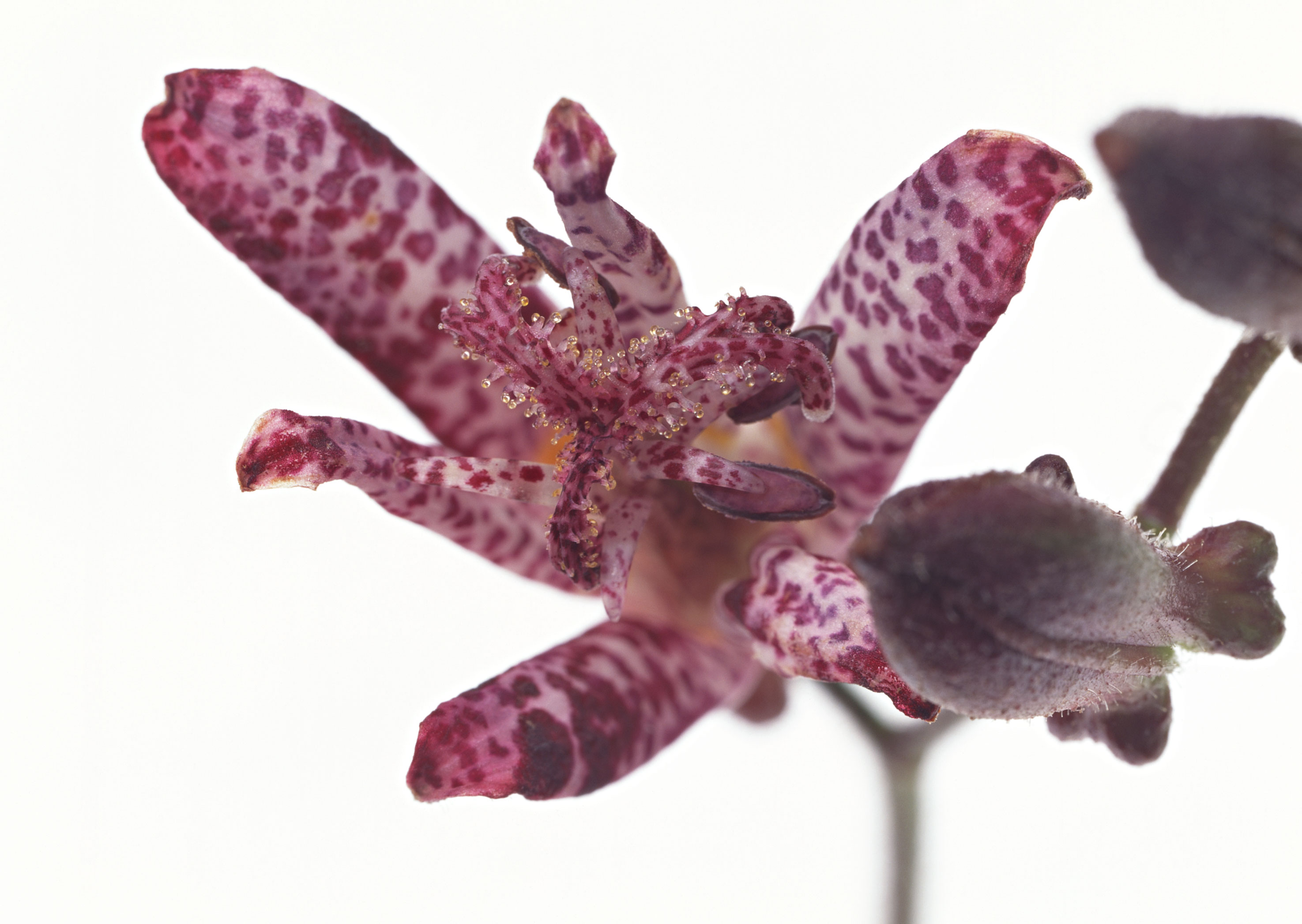 Free download high resolution image - free image free photo free stock image public domain picture -Purple orchid