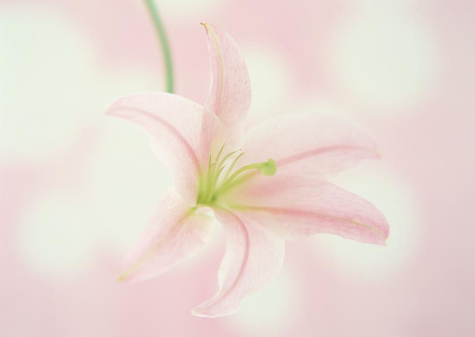 Free download high resolution image - free image free photo free stock image public domain picture  Lily in vintage style