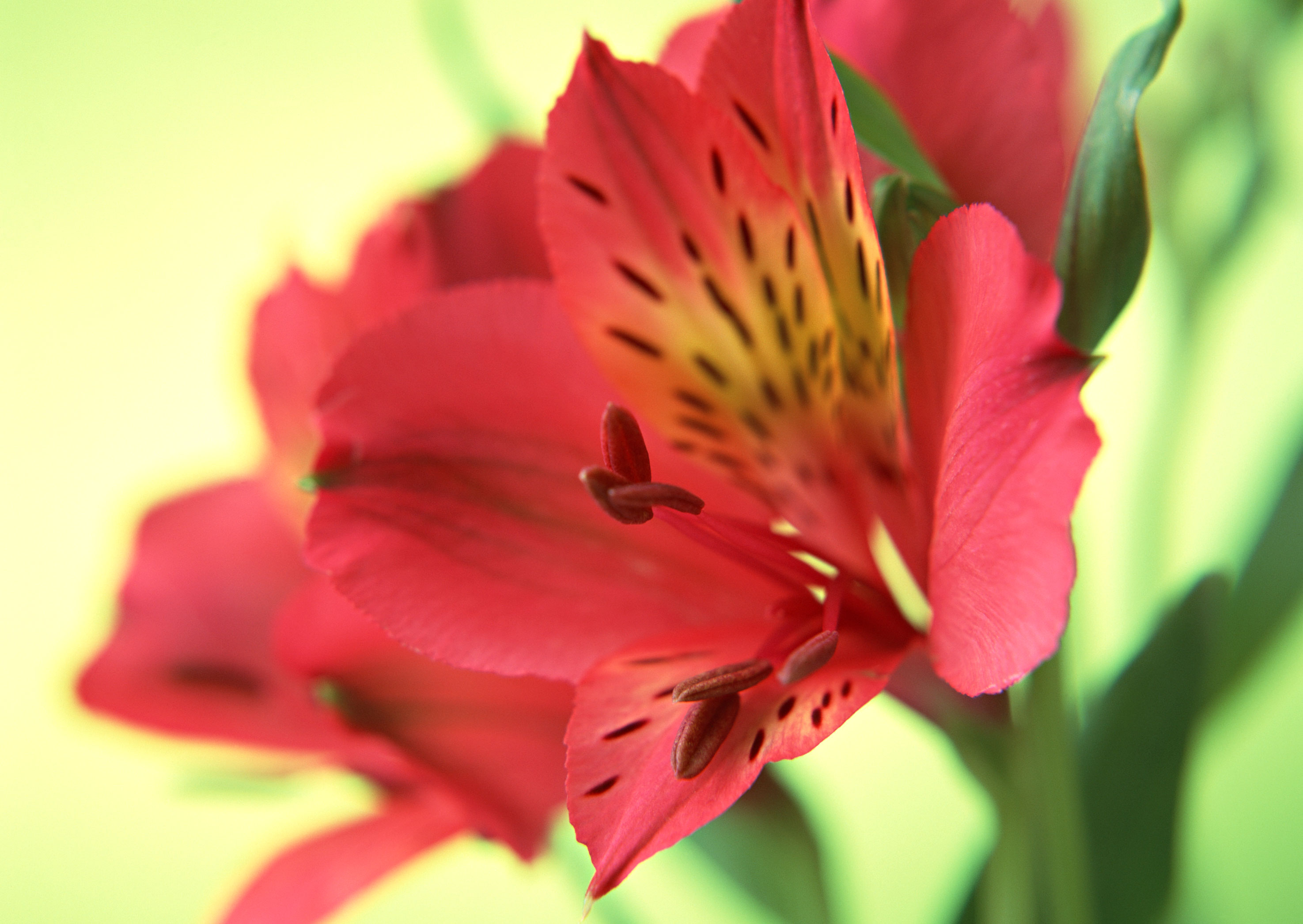 Free download high resolution image - free image free photo free stock image public domain picture -Red lily