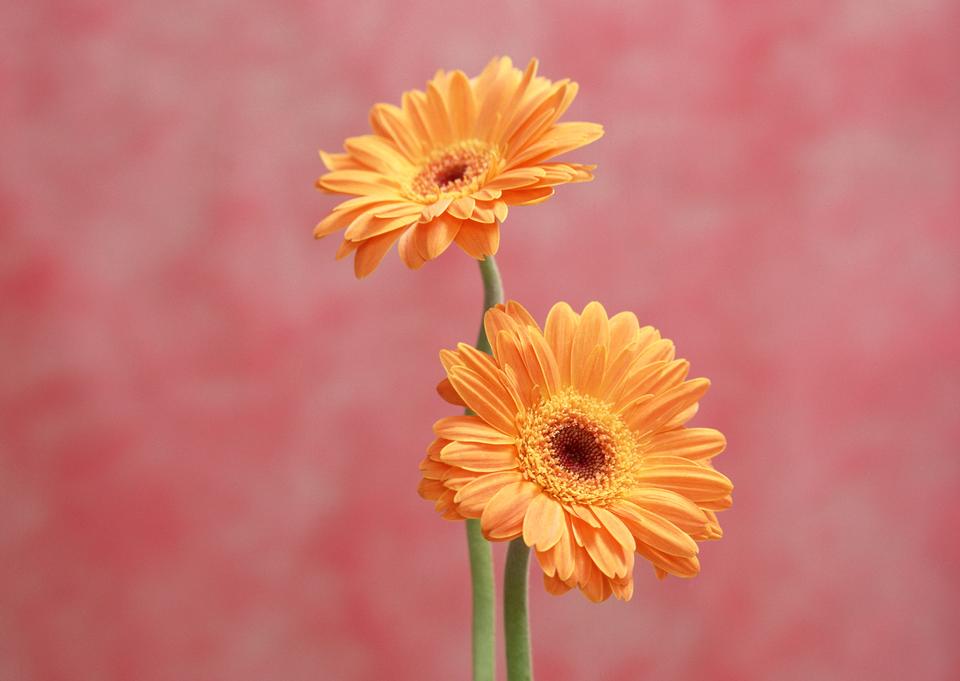 Free download high resolution image - free image free photo free stock image public domain picture  Two orange Gerber flowers