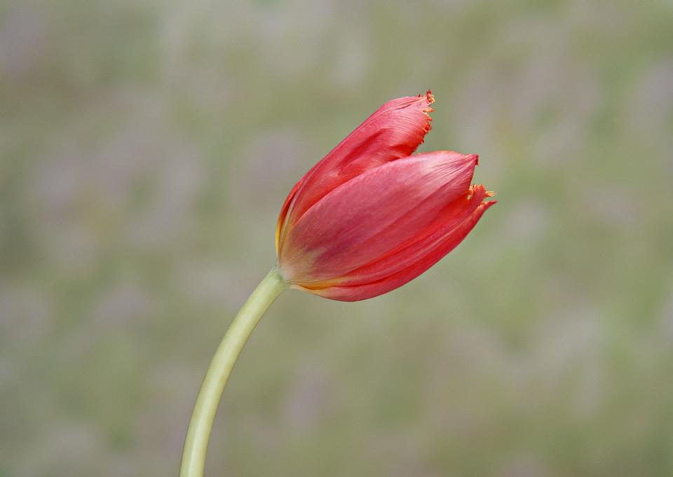 Free download high resolution image - free image free photo free stock image public domain picture  One red tulip