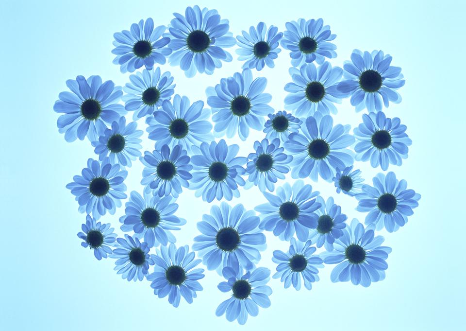 Free download high resolution image - free image free photo free stock image public domain picture  Cosmos flower and petals isolated on blue background