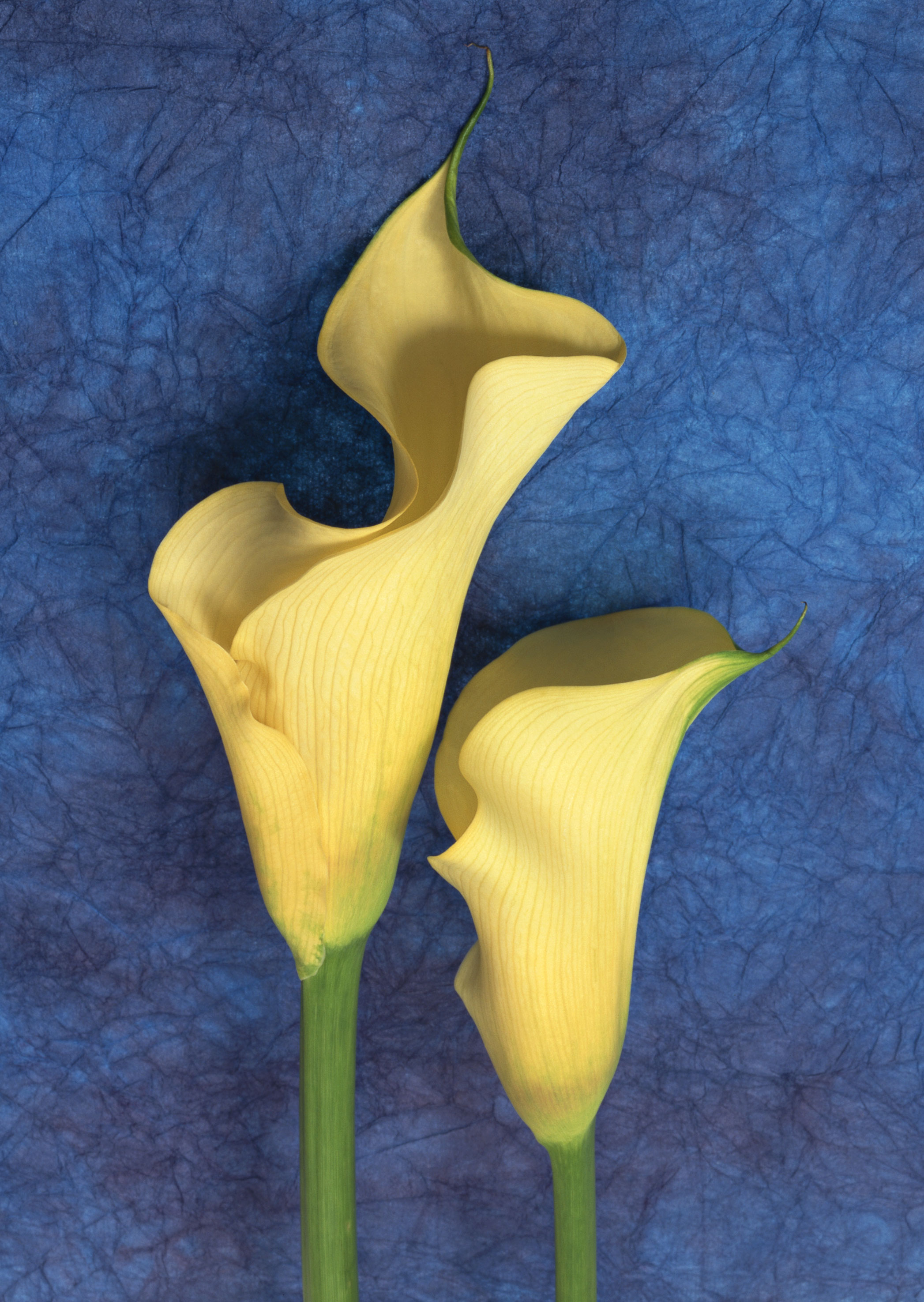 Free download high resolution image - free image free photo free stock image public domain picture -Two Yellow callas on dark blue paper