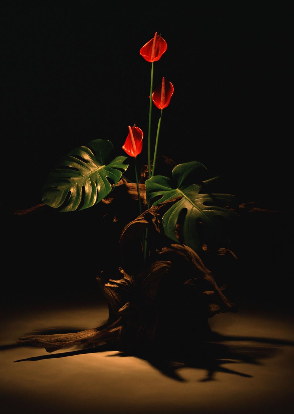 Free download high resolution image - free image free photo free stock image public domain picture  Spadix Ikebana