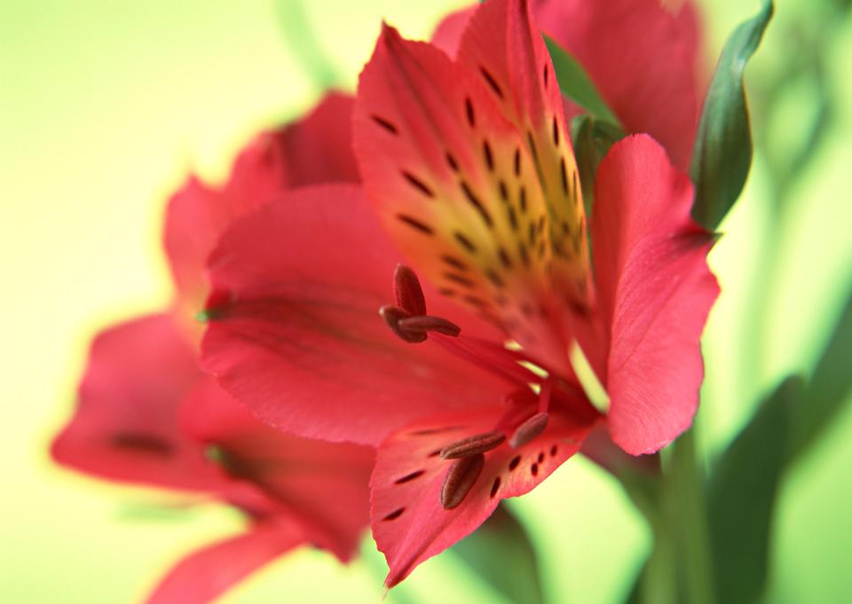 Free download high resolution image - free image free photo free stock image public domain picture  Red lily