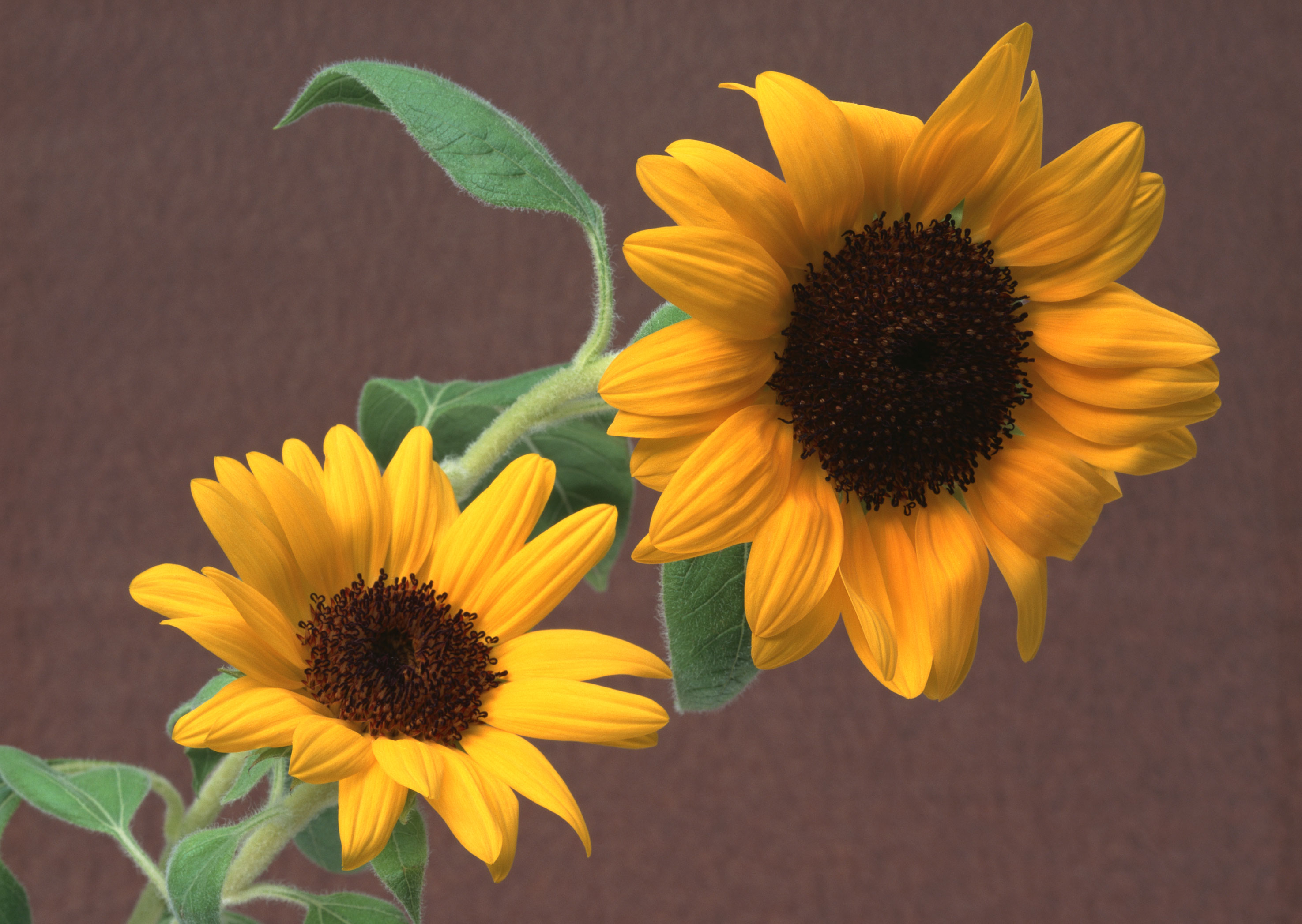 Free download high resolution image - free image free photo free stock image public domain picture -Sunflower brown background