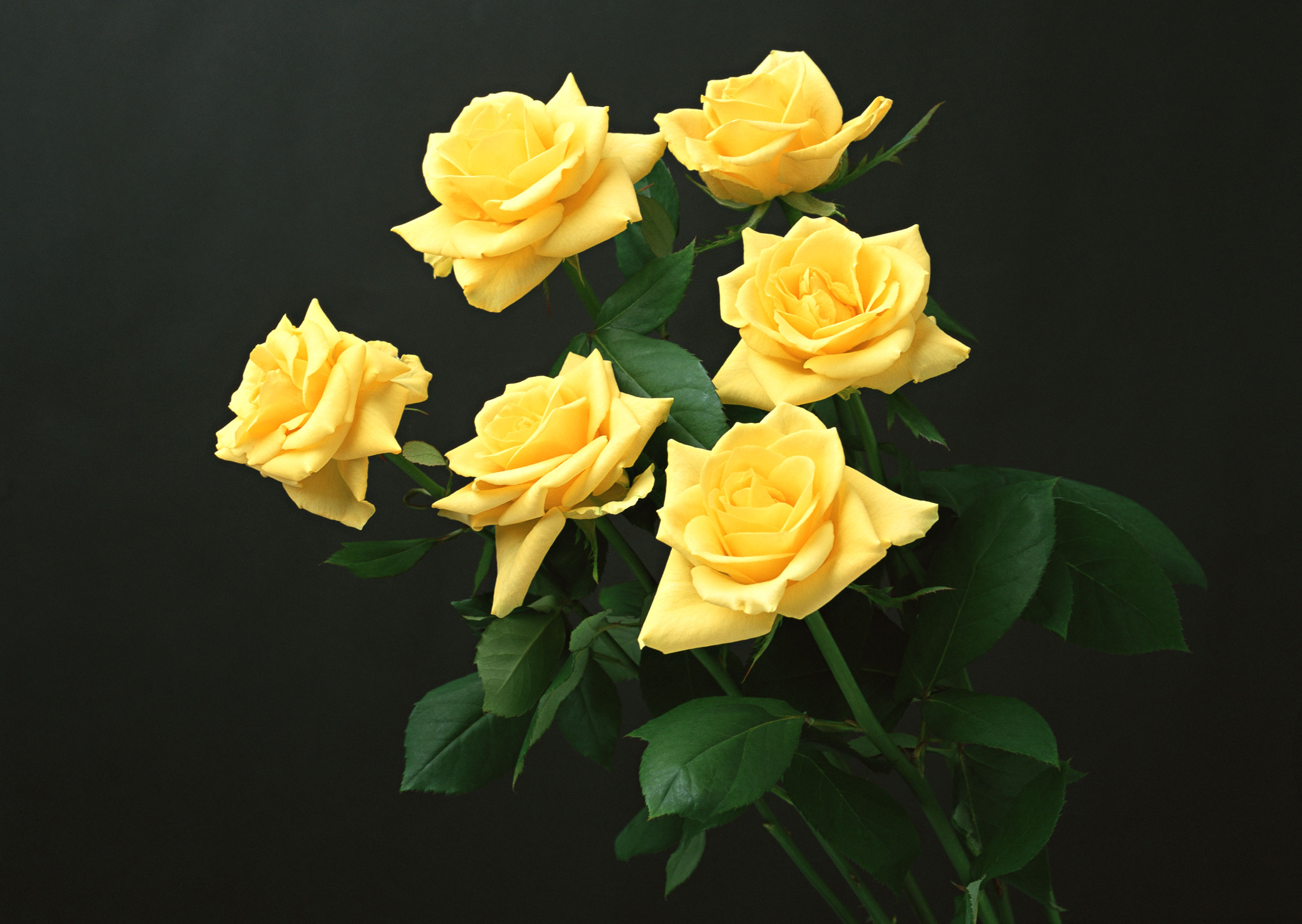 Free download high resolution image - free image free photo free stock image public domain picture -Yellow roses bunch isolated on black background.