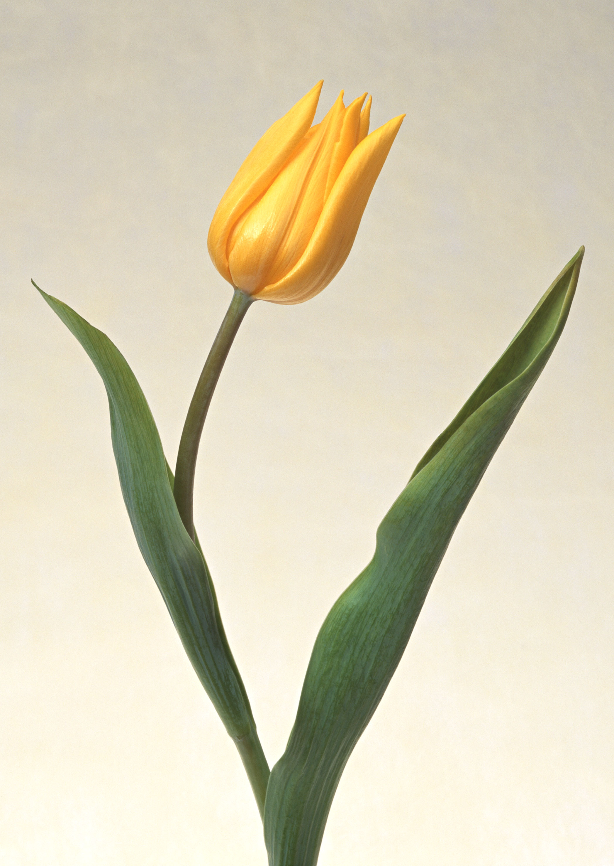 Free download high resolution image - free image free photo free stock image public domain picture -One yellow tulip