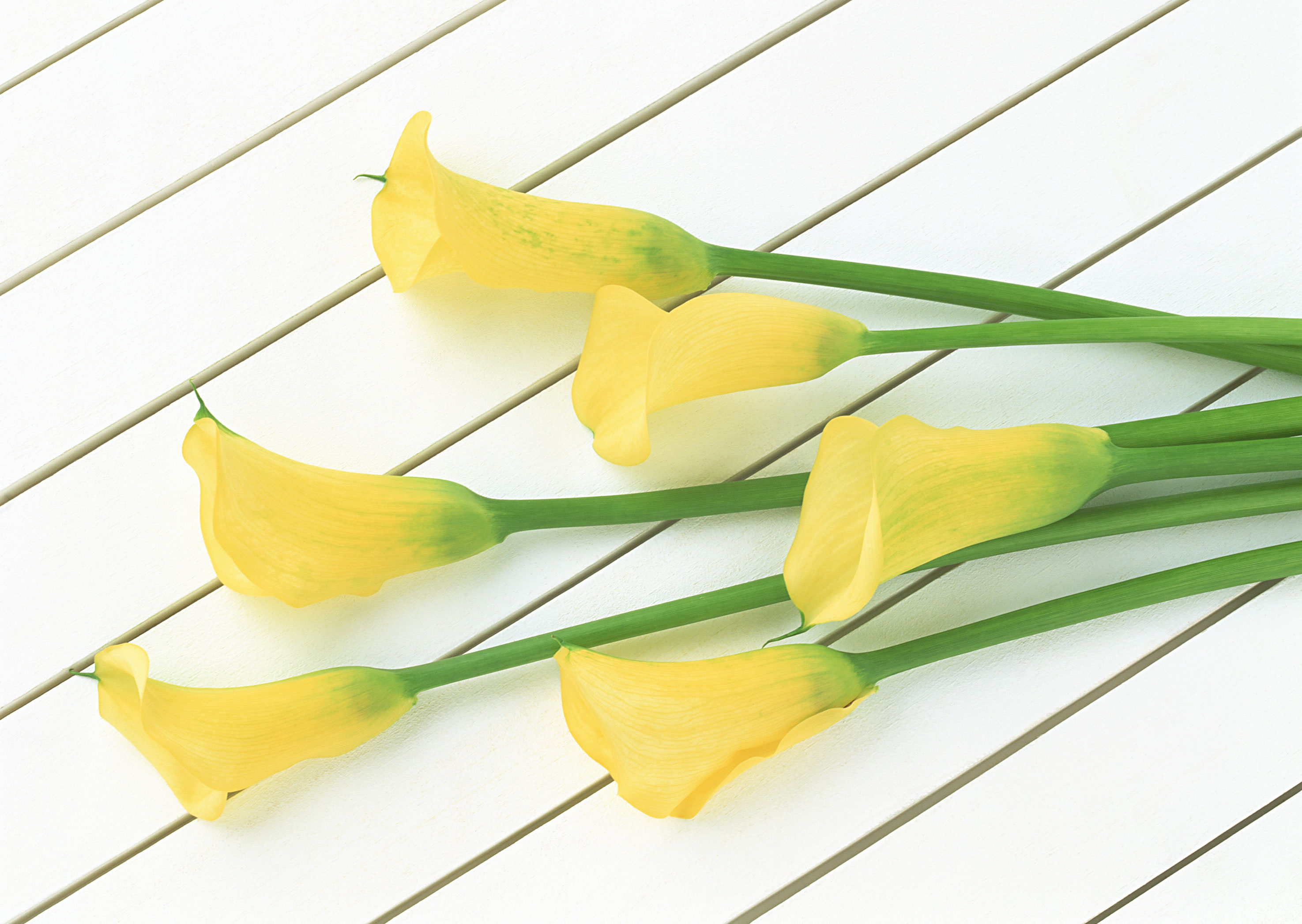 Free download high resolution image - free image free photo free stock image public domain picture -Yellow six calla flower